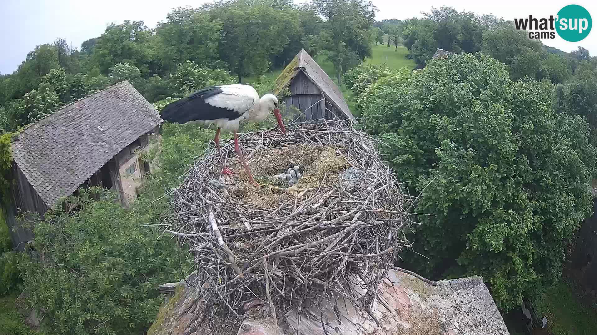 Villaggio delle cicogne europee webcam Parco naturale di Lonjsko polje