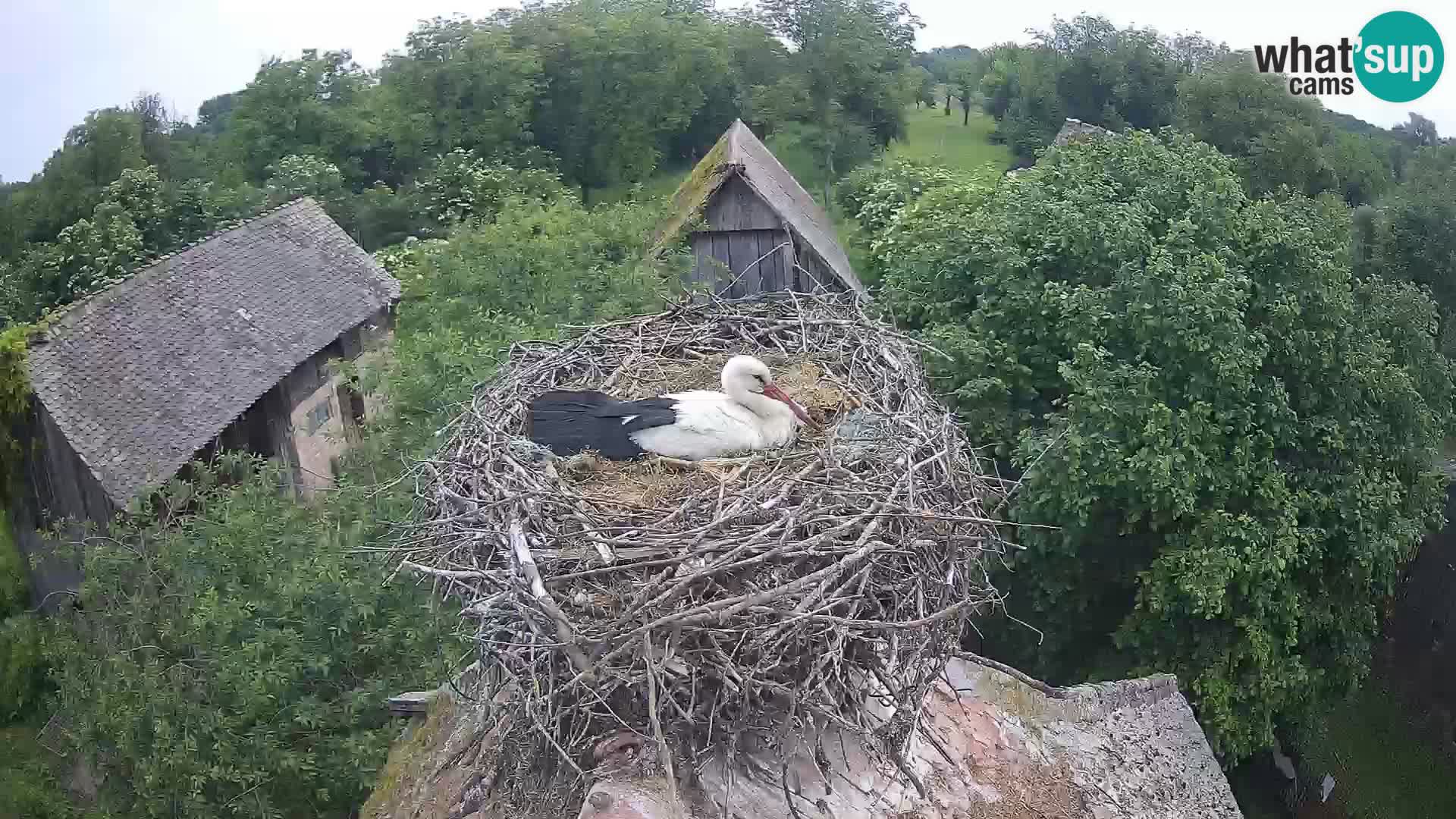 Village européen de cigognes webcam Parc naturel de Lonjsko polje