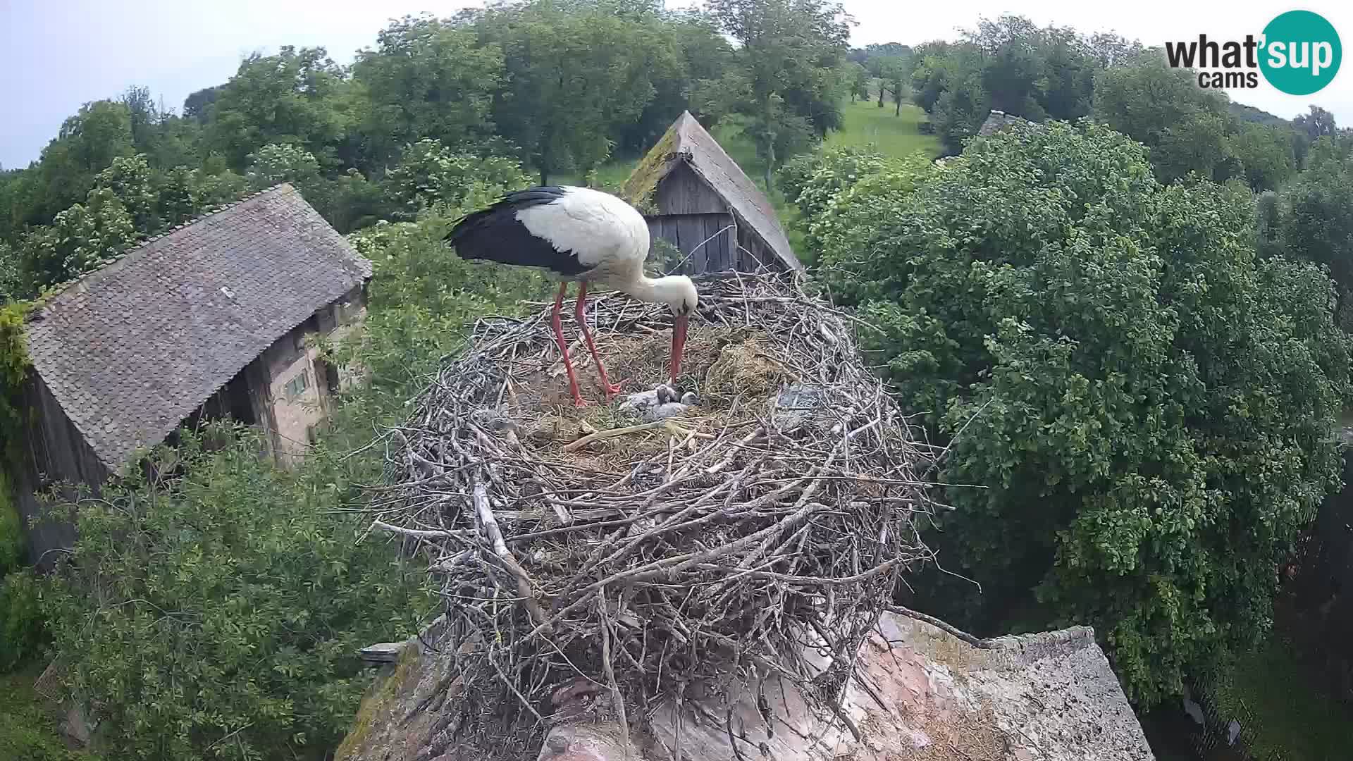 Live webcam European stork village – Lonjsko polje Nature Park