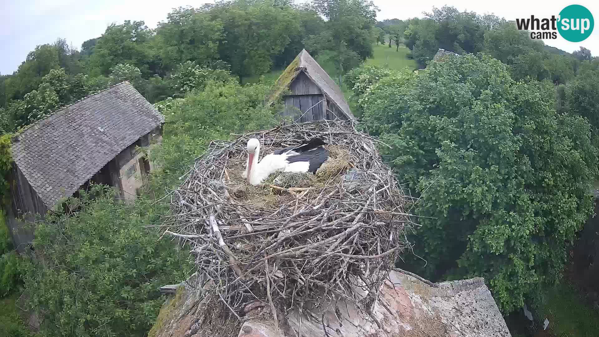 Village européen de cigognes webcam Parc naturel de Lonjsko polje