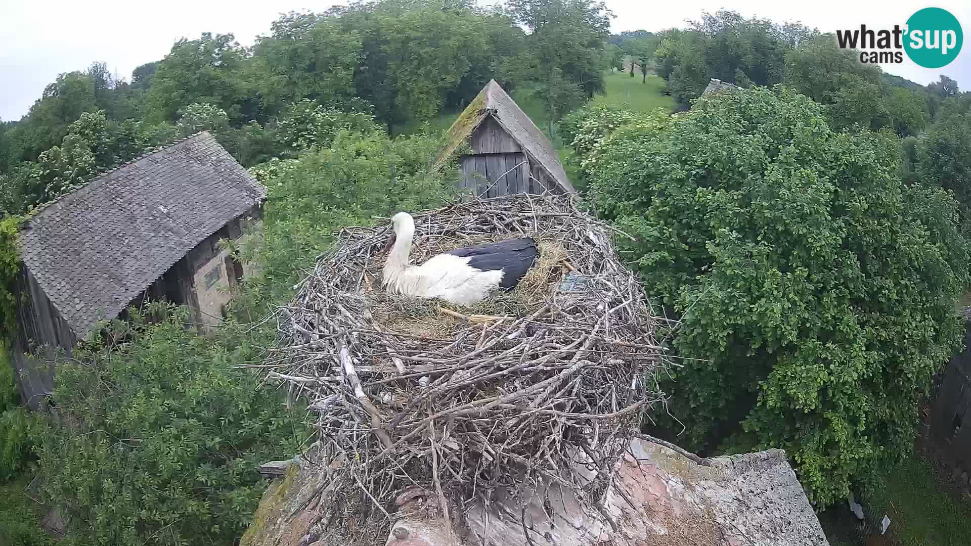 Webcam Europäisches Storchendorf – Naturpark Lonjsko polje
