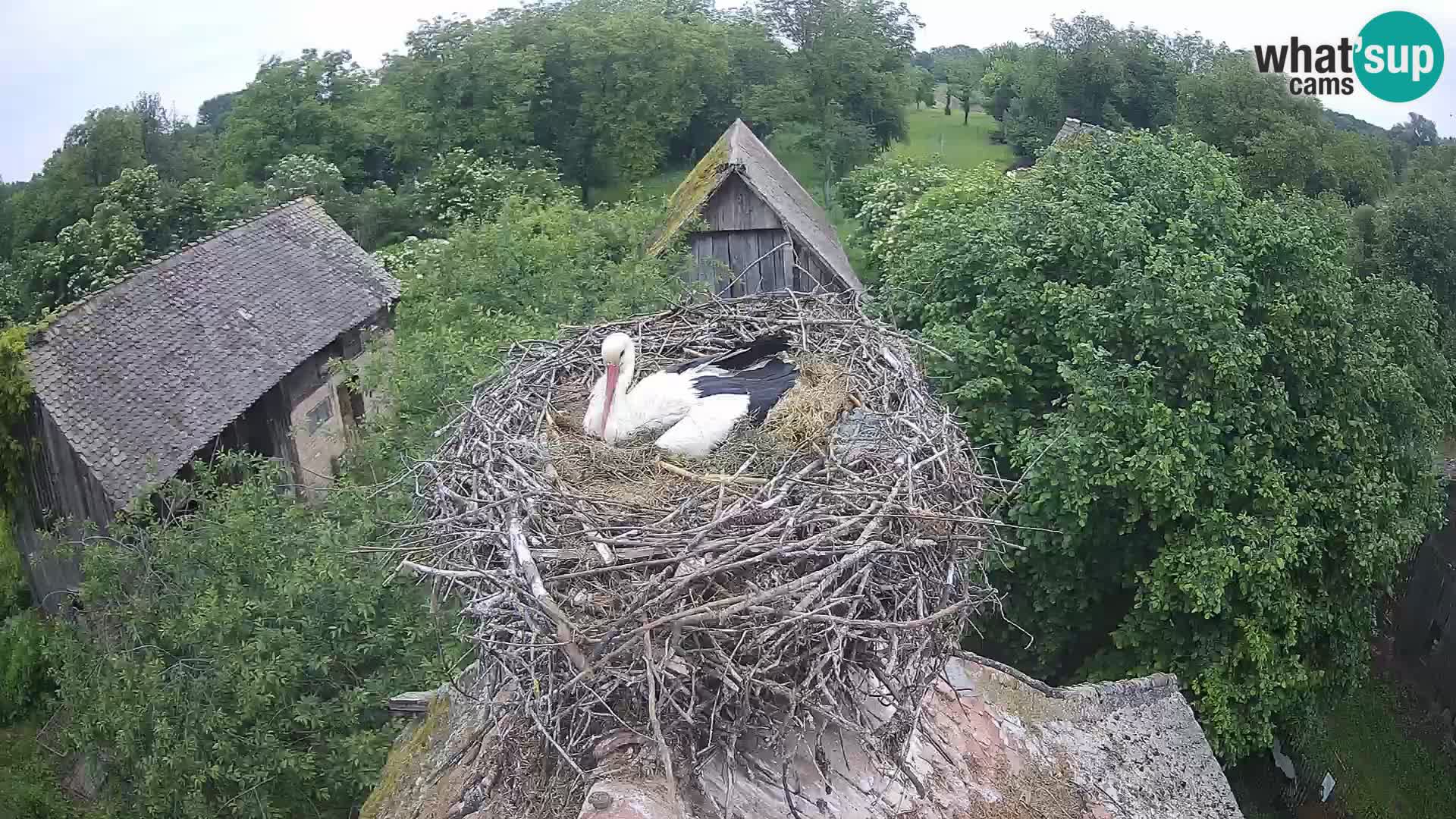 Villaggio delle cicogne europee webcam Parco naturale di Lonjsko polje