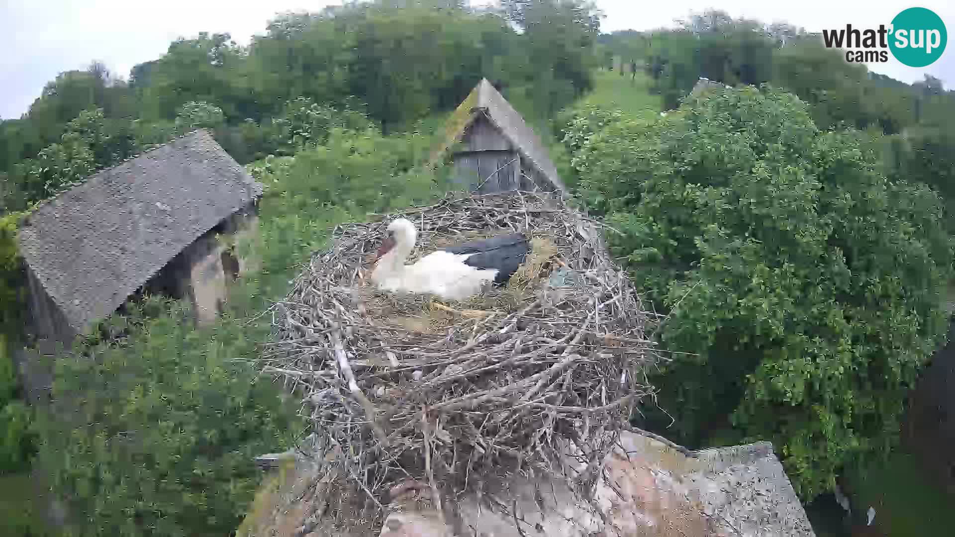 Village européen de cigognes webcam Parc naturel de Lonjsko polje