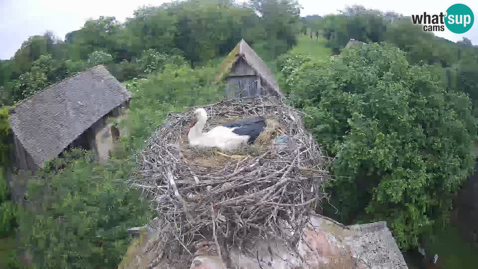 Village européen de cigognes webcam Parc naturel de Lonjsko polje