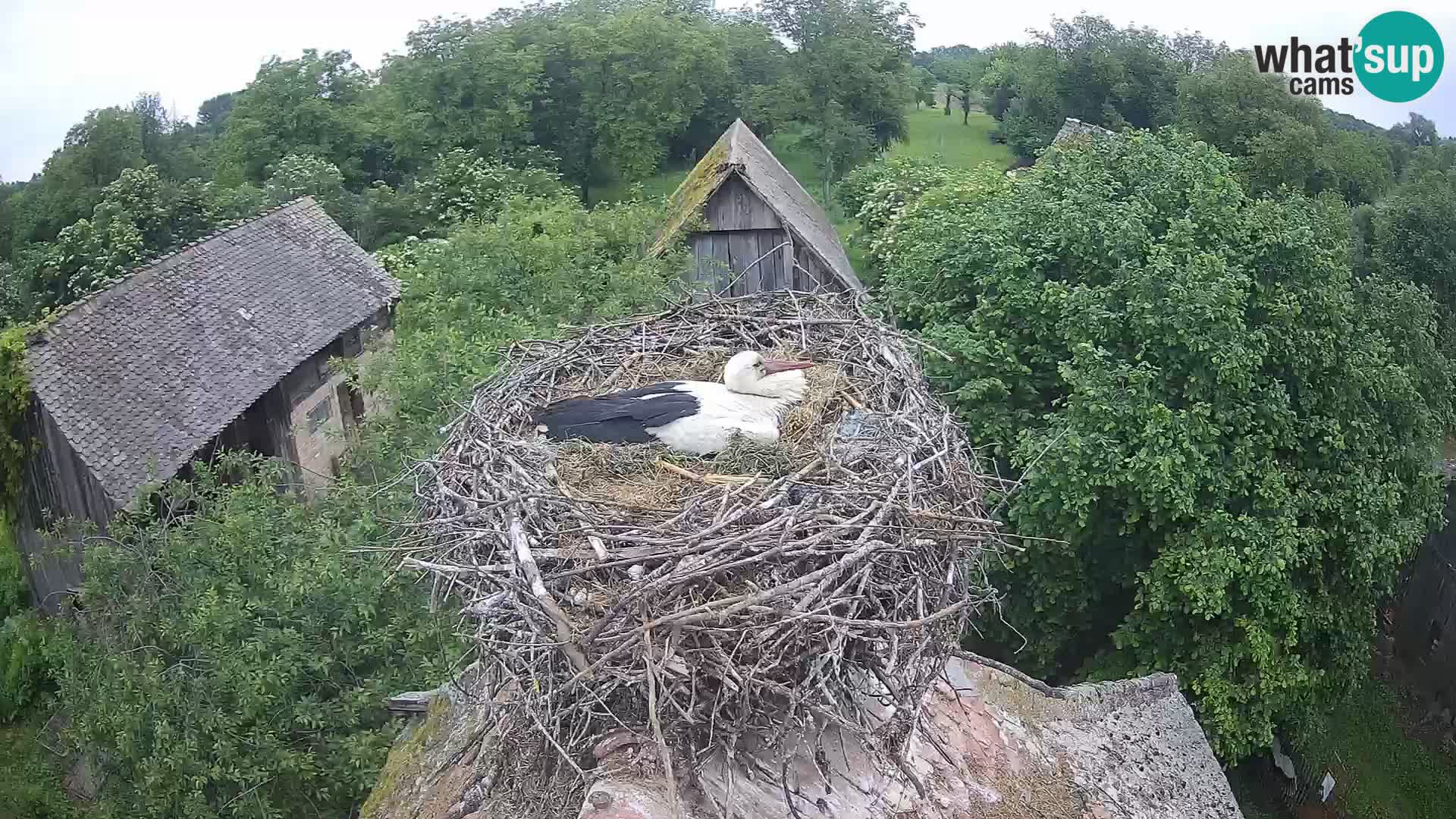 Villaggio delle cicogne europee webcam Parco naturale di Lonjsko polje