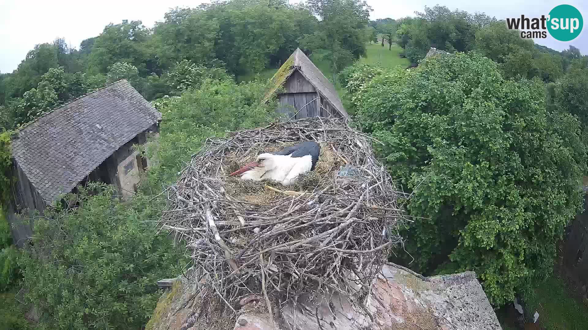 Pueblo europeo de cigüeñas camera en vivo Parque Natural Lonjsko polje