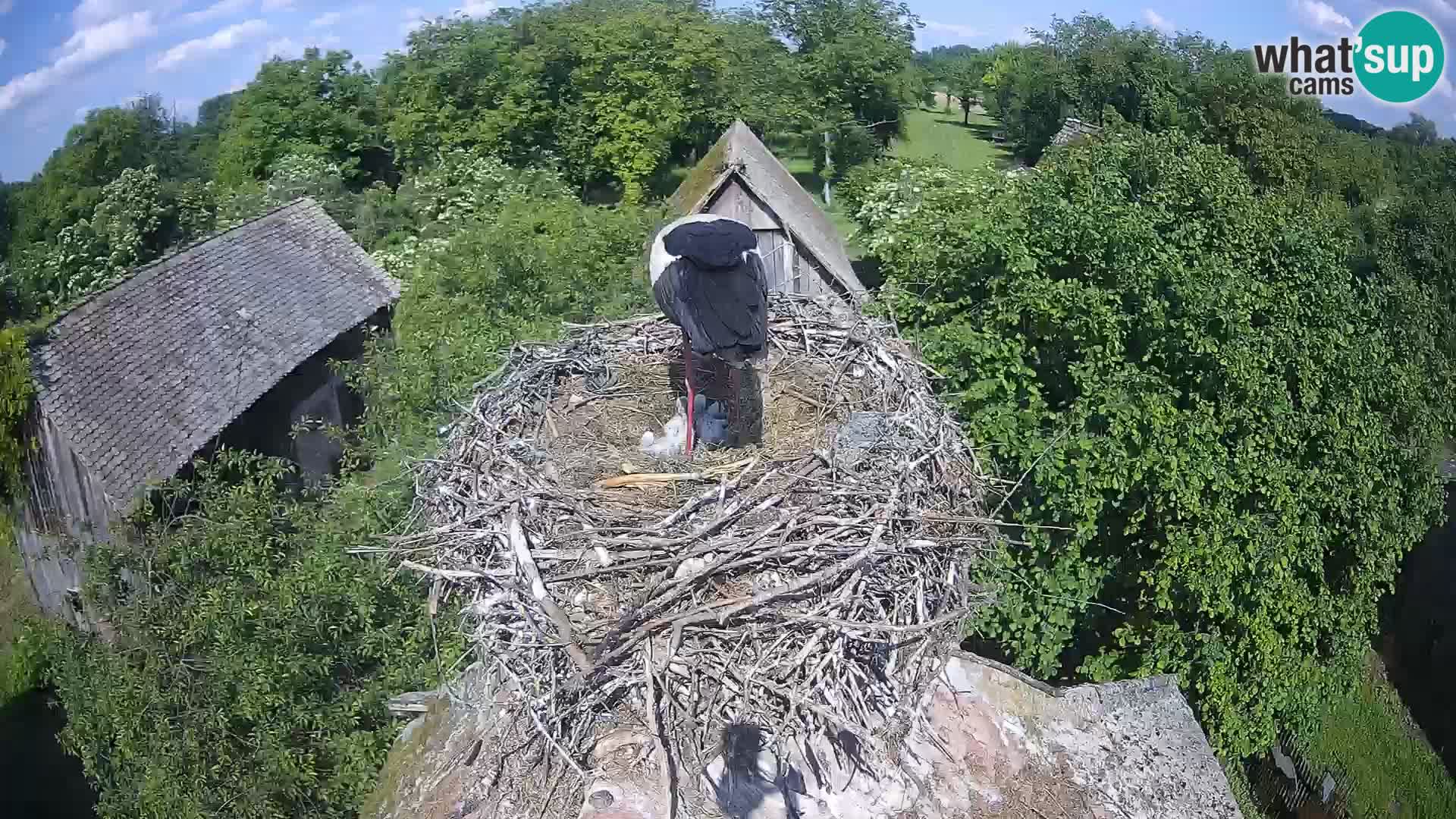 U živo Europsko selo roda – Park prirode Lonjsko polje
