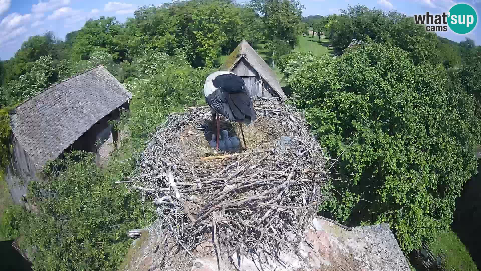 Webcam Europäisches Storchendorf – Naturpark Lonjsko polje