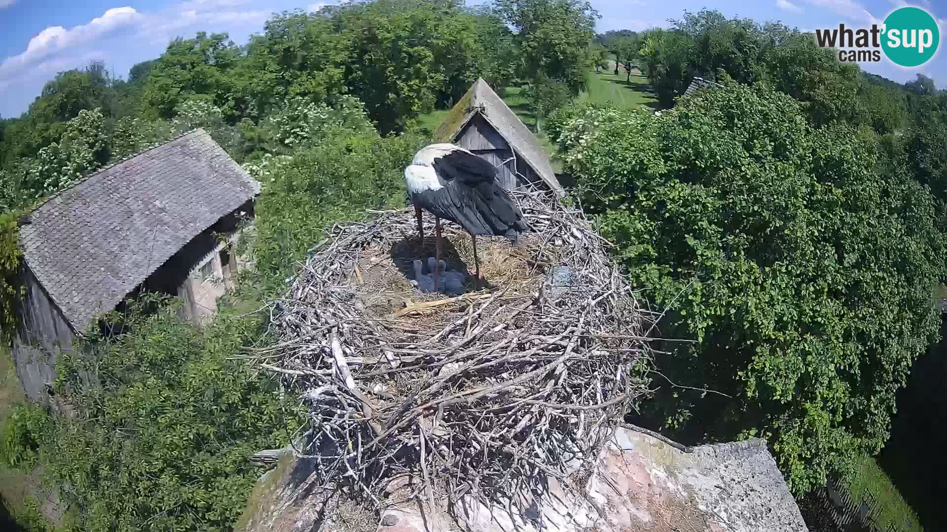 U živo Europsko selo roda – Park prirode Lonjsko polje