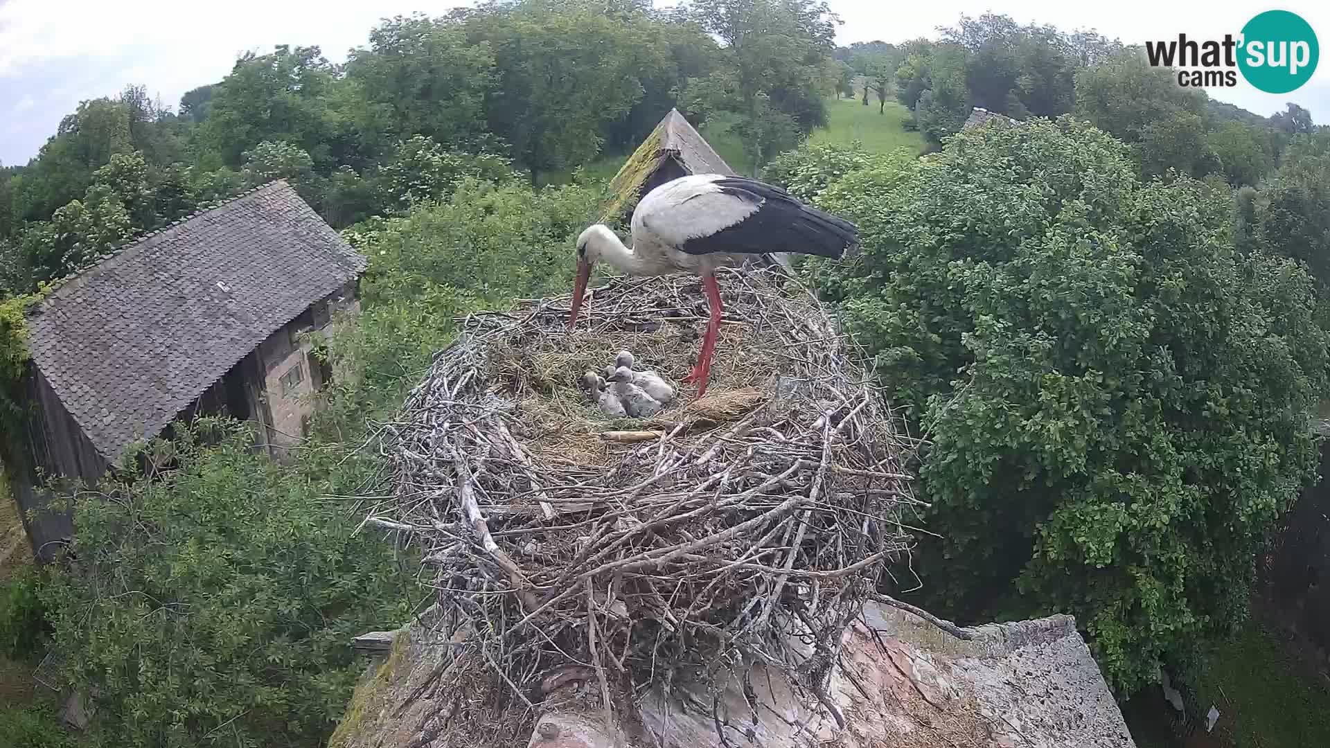 Pueblo europeo de cigüeñas camera en vivo Parque Natural Lonjsko polje