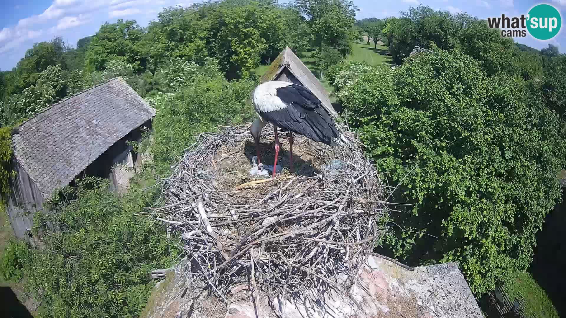 Evropska vas štorklje – Krajinski park Lonjsko polje spletna kamera