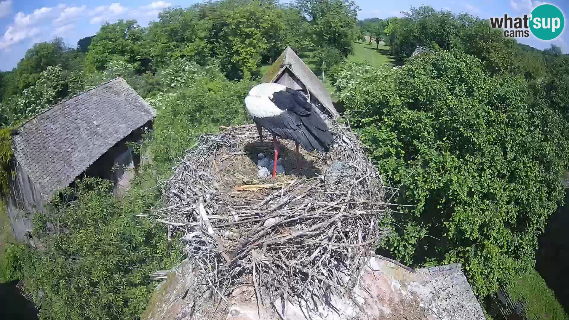 Webcam Europäisches Storchendorf – Naturpark Lonjsko polje