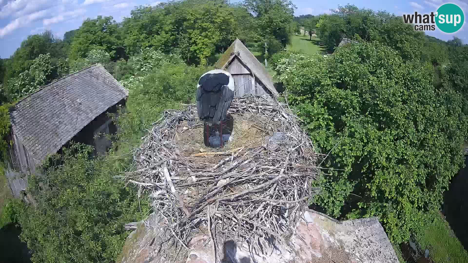 Webcam Europäisches Storchendorf – Naturpark Lonjsko polje