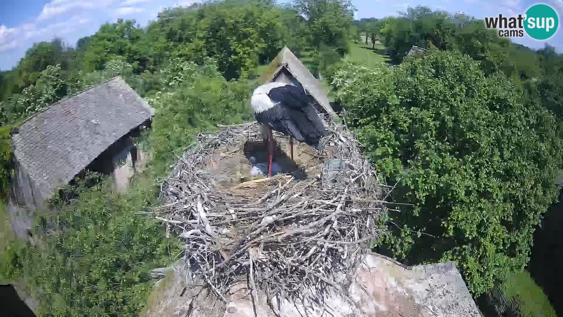 Village européen de cigognes webcam Parc naturel de Lonjsko polje