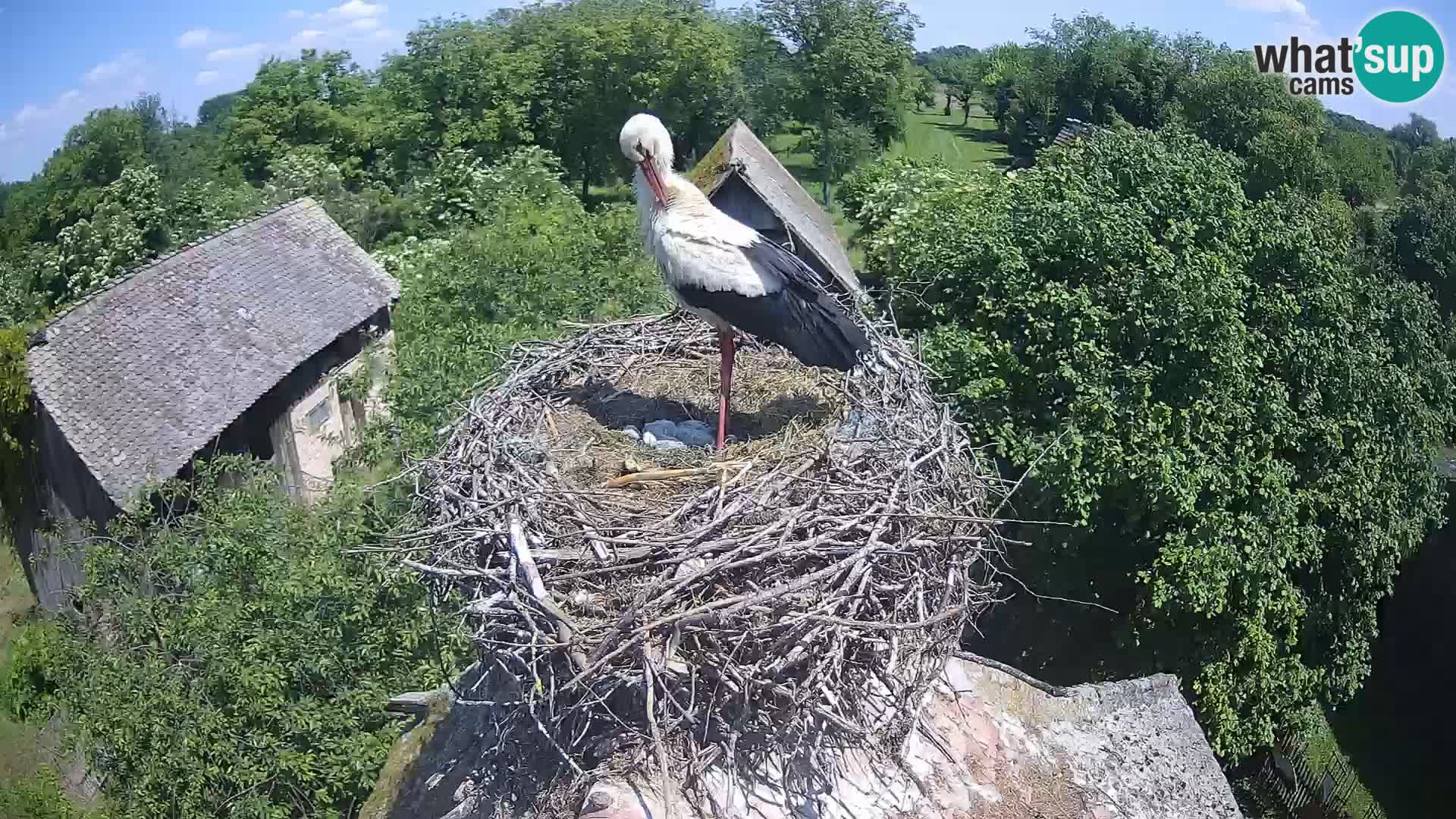 Pueblo europeo de cigüeñas camera en vivo Parque Natural Lonjsko polje