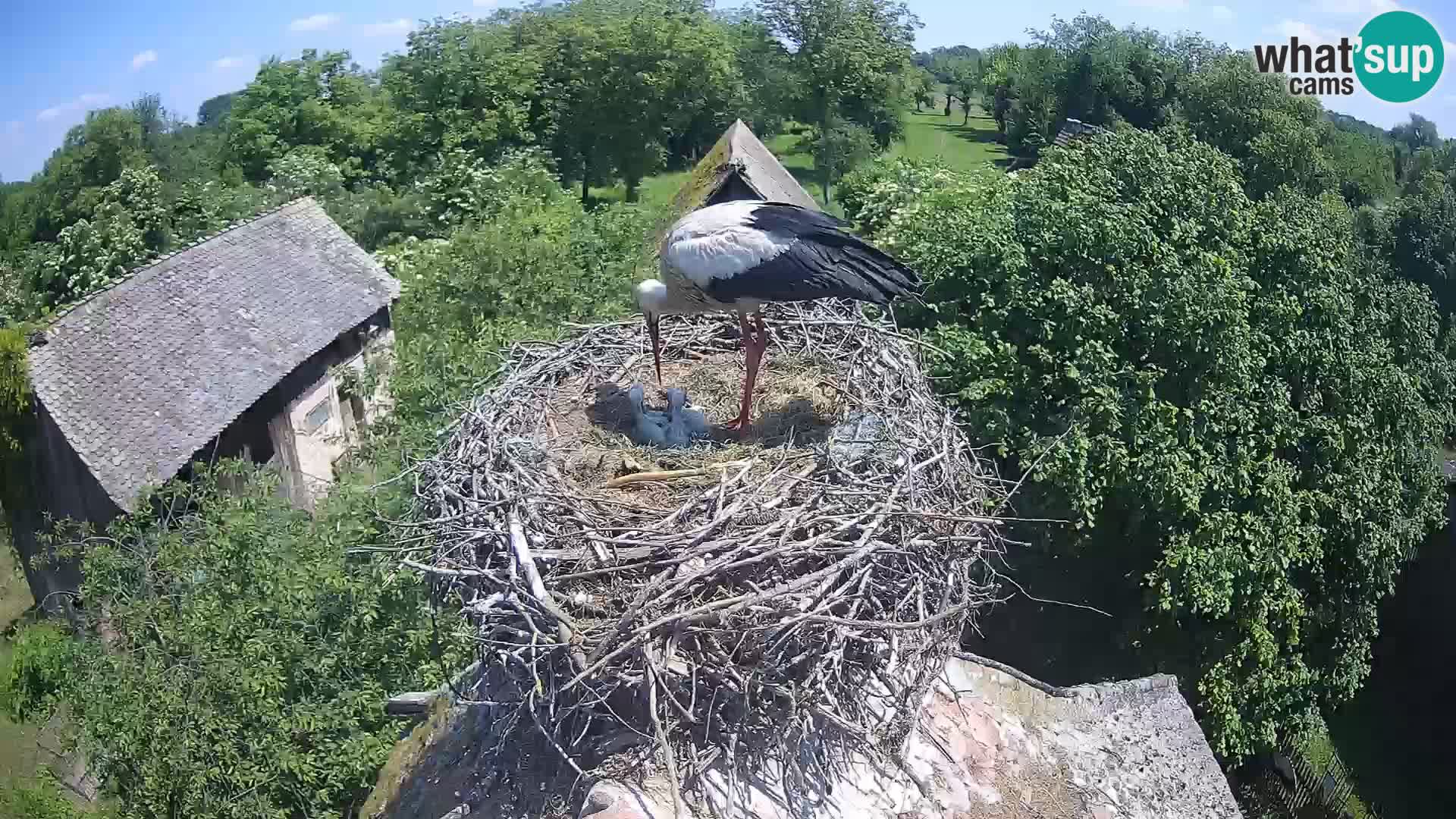 Webcam Europäisches Storchendorf – Naturpark Lonjsko polje