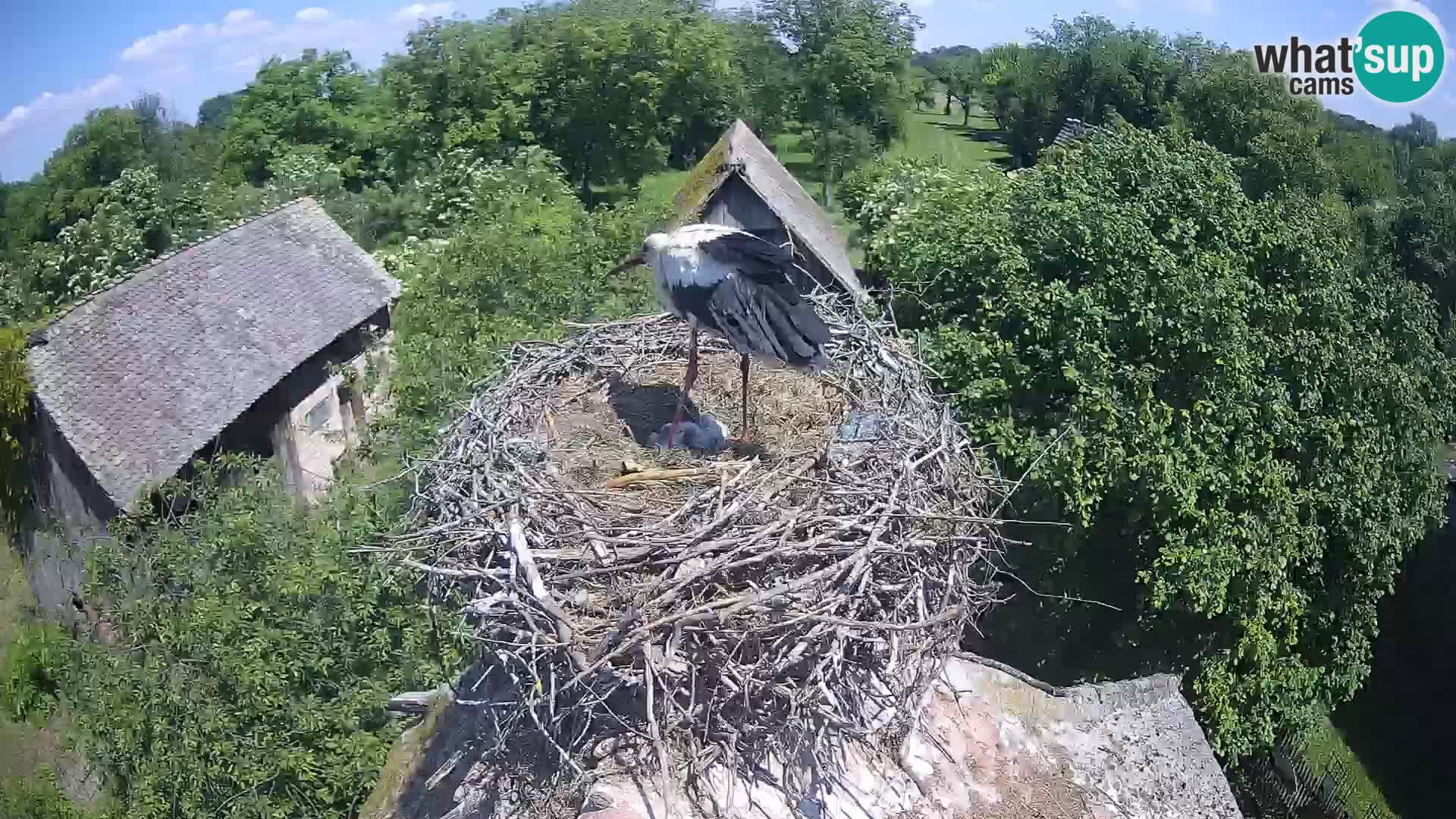 U živo Europsko selo roda – Park prirode Lonjsko polje