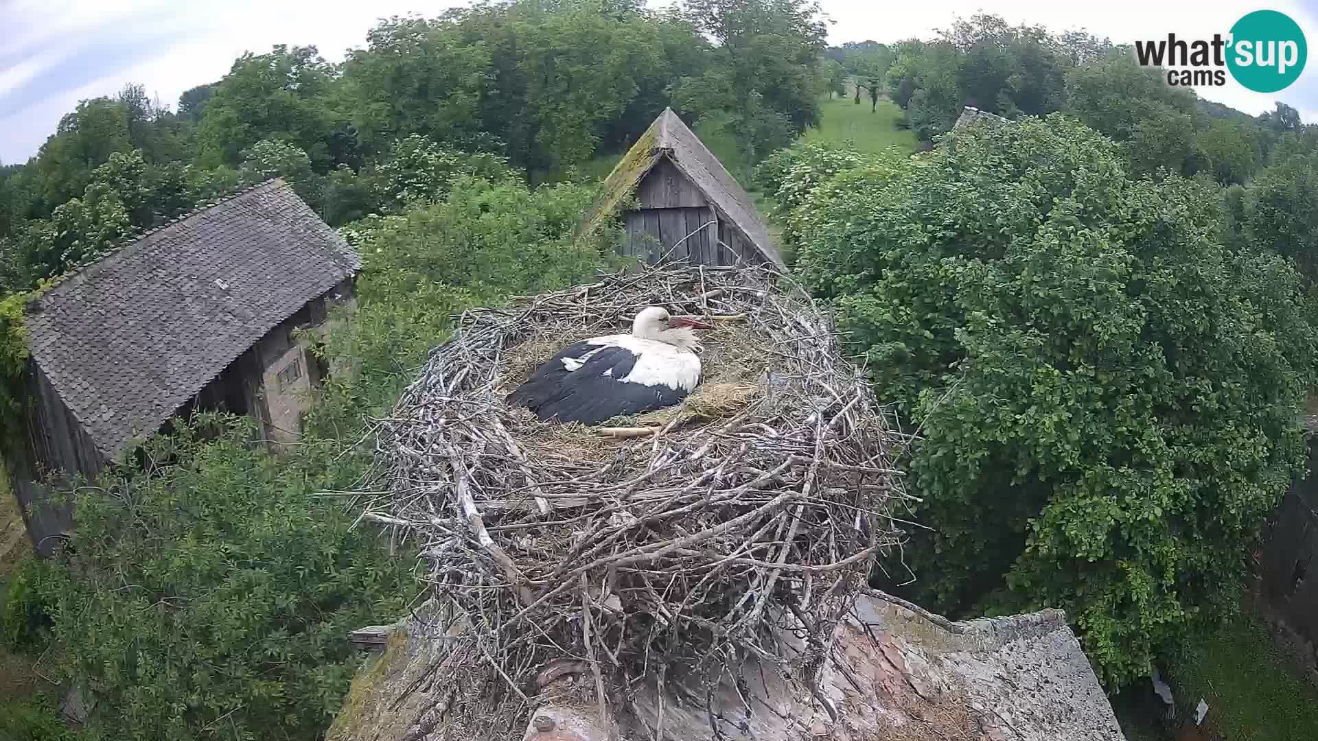 Live webcam European stork village – Lonjsko polje Nature Park