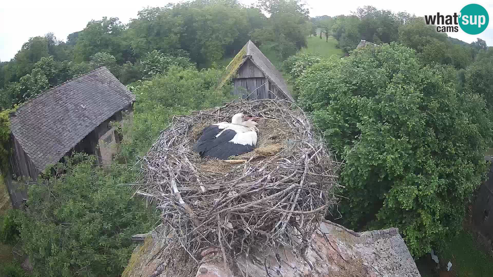 Village européen de cigognes webcam Parc naturel de Lonjsko polje