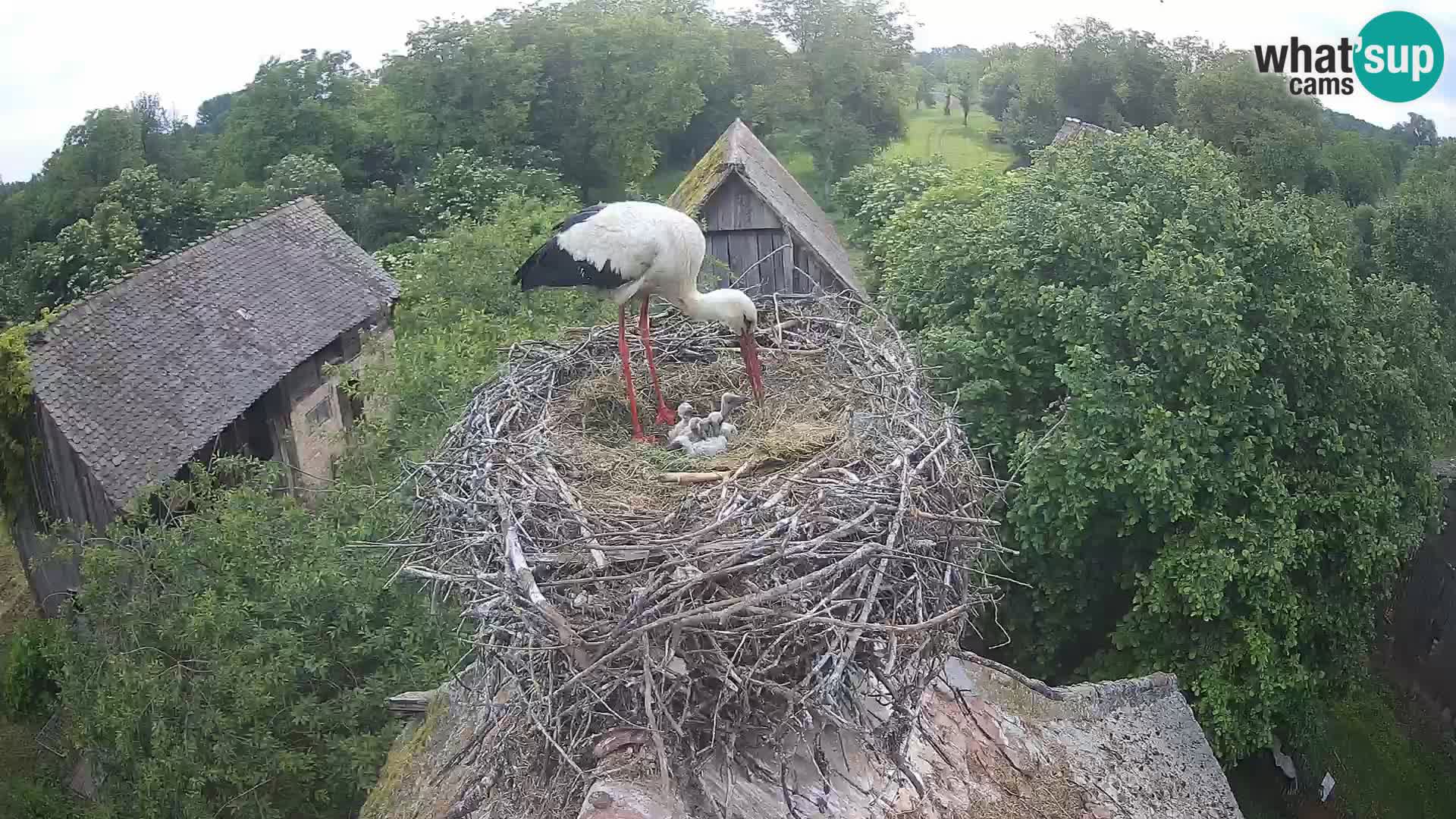 U živo Europsko selo roda – Park prirode Lonjsko polje