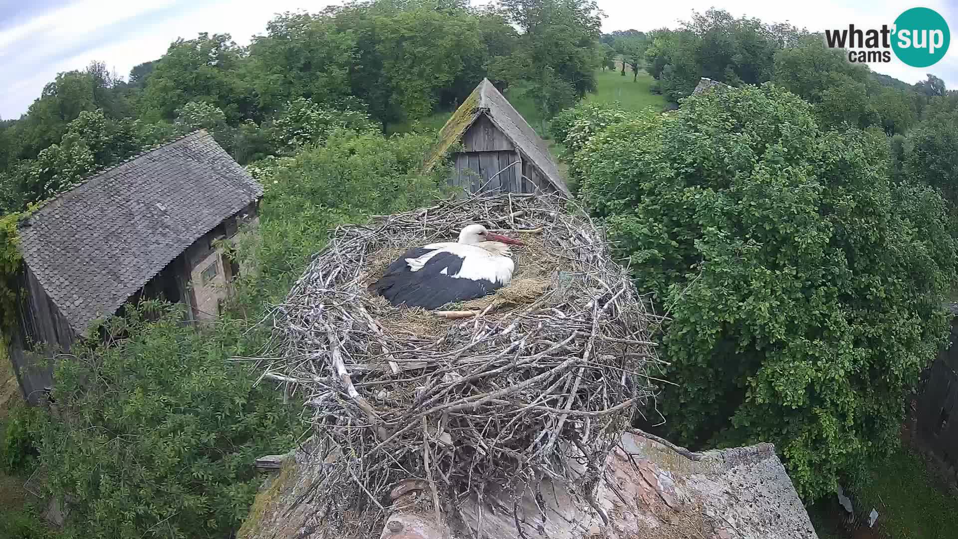 U živo Europsko selo roda – Park prirode Lonjsko polje