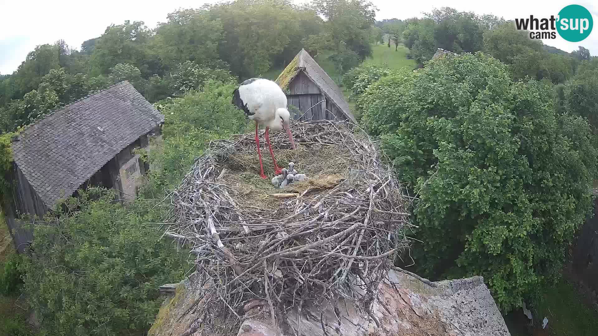 Pueblo europeo de cigüeñas camera en vivo Parque Natural Lonjsko polje