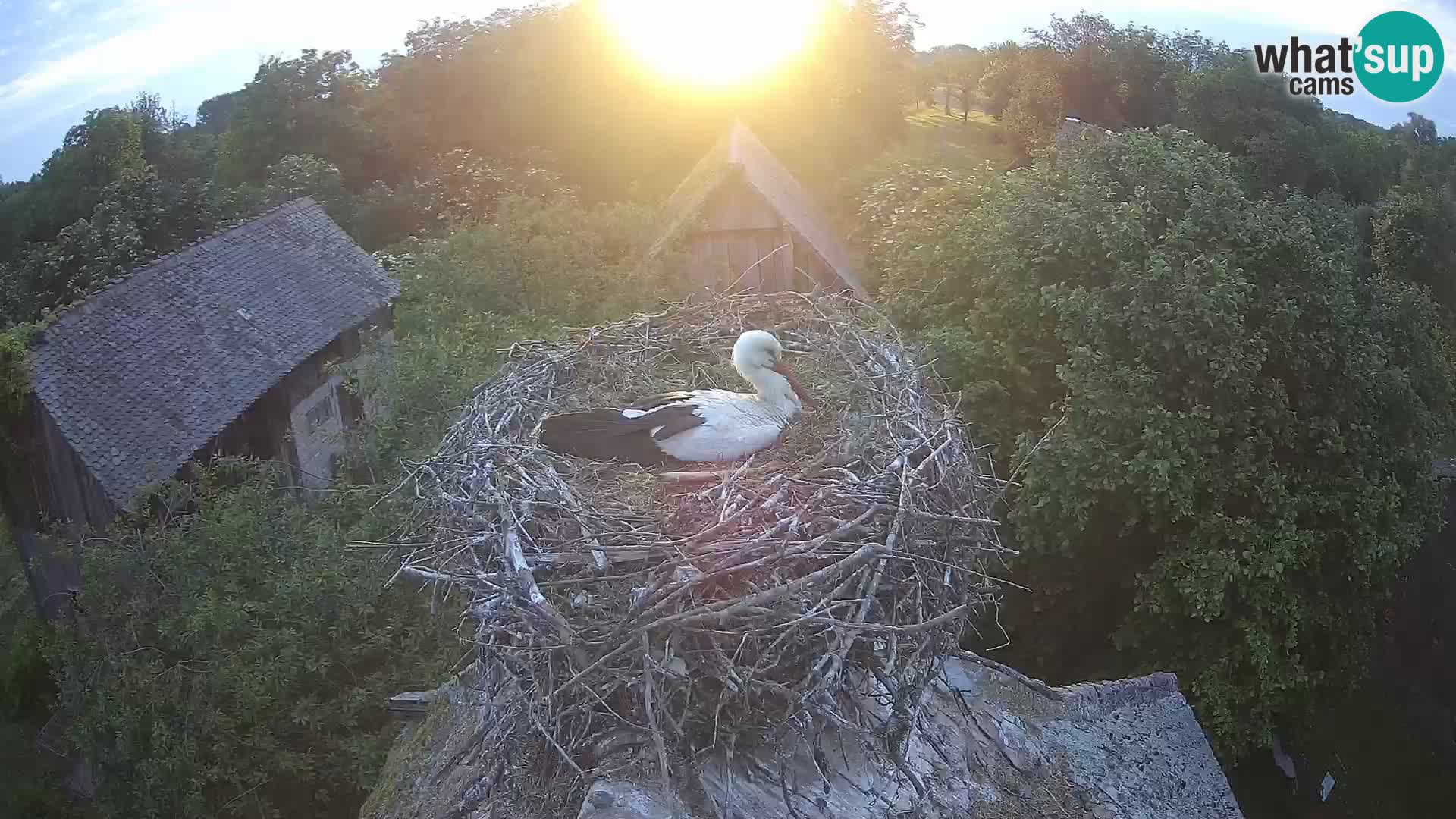 Live webcam European stork village – Lonjsko polje Nature Park