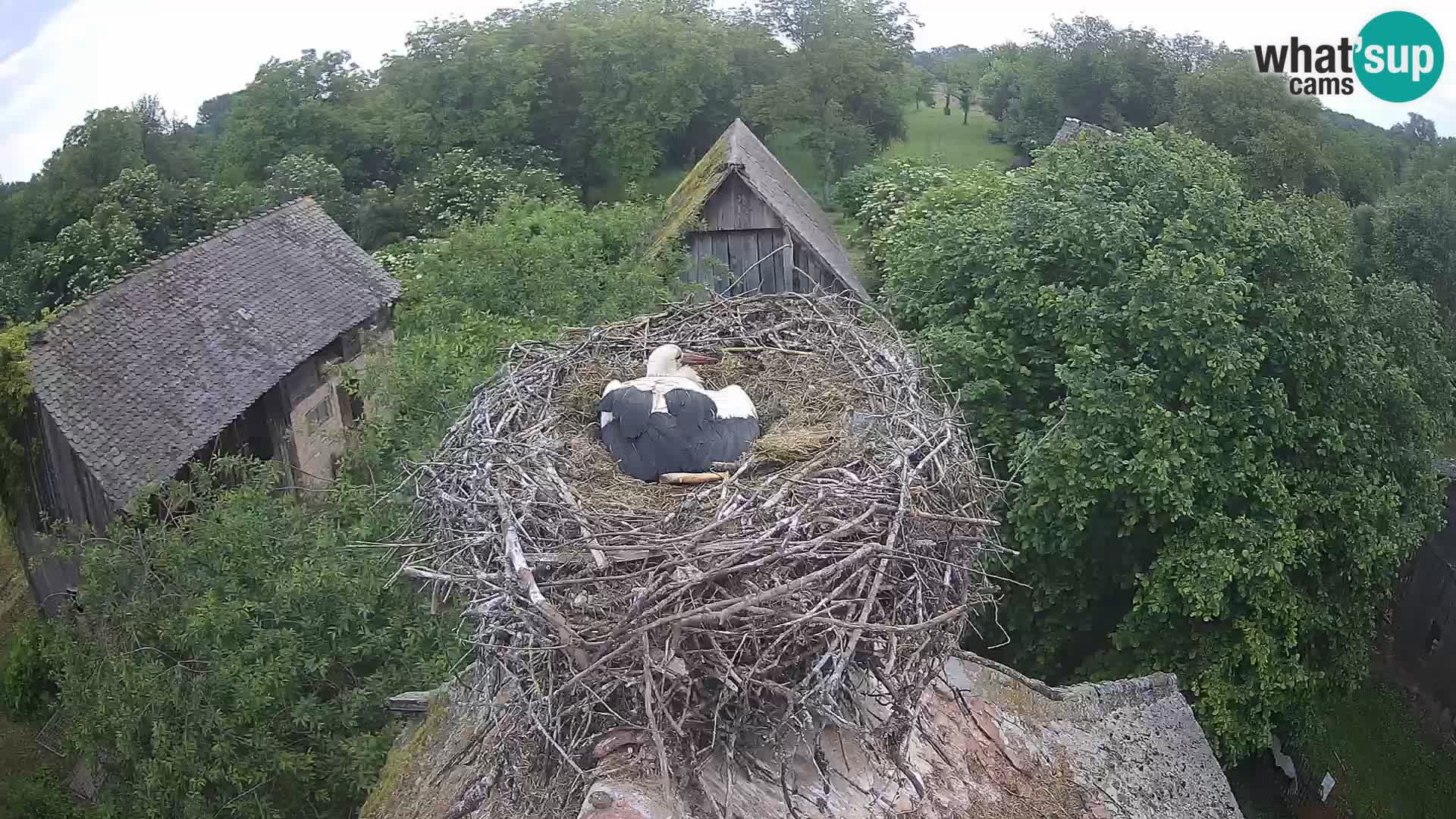 Pueblo europeo de cigüeñas camera en vivo Parque Natural Lonjsko polje