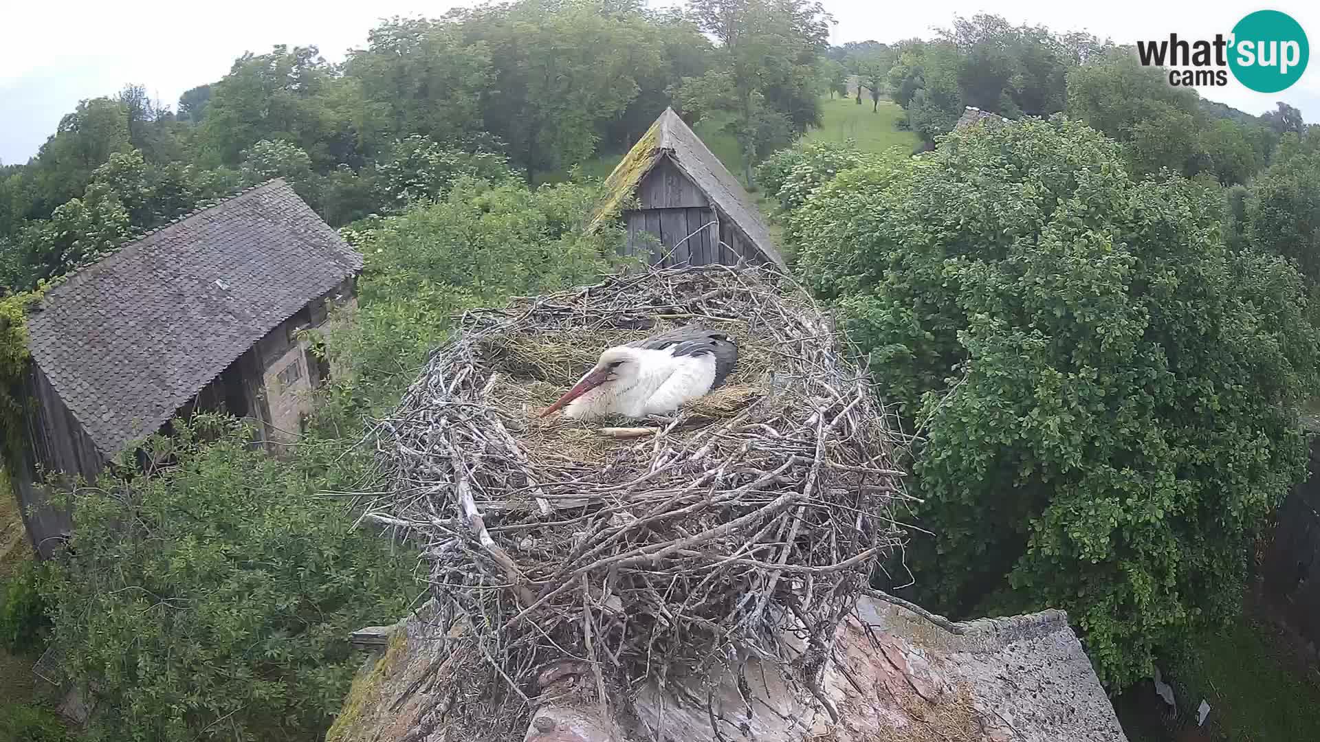 Pueblo europeo de cigüeñas camera en vivo Parque Natural Lonjsko polje