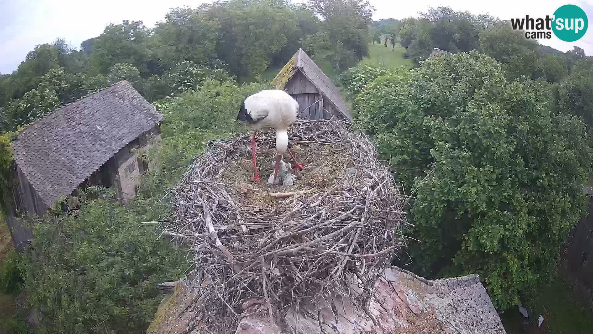 Village européen de cigognes webcam Parc naturel de Lonjsko polje