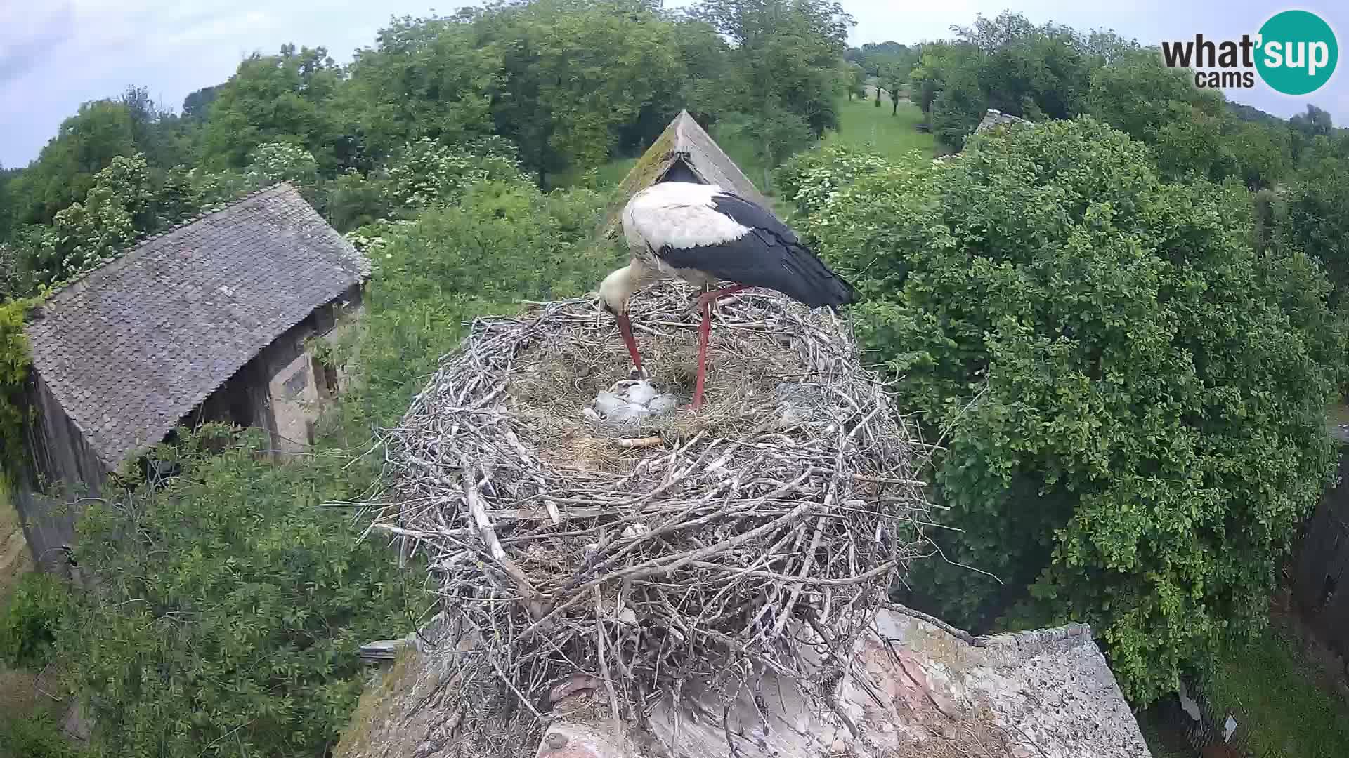 Evropska vas štorklje – Krajinski park Lonjsko polje spletna kamera
