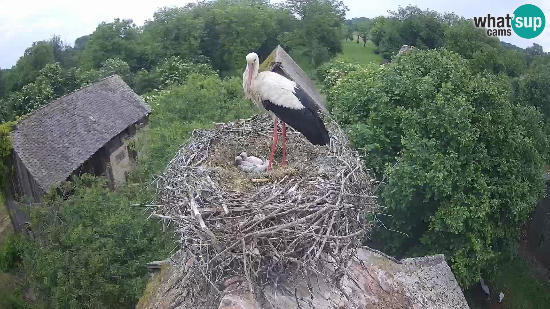 Live webcam European stork village – Lonjsko polje Nature Park