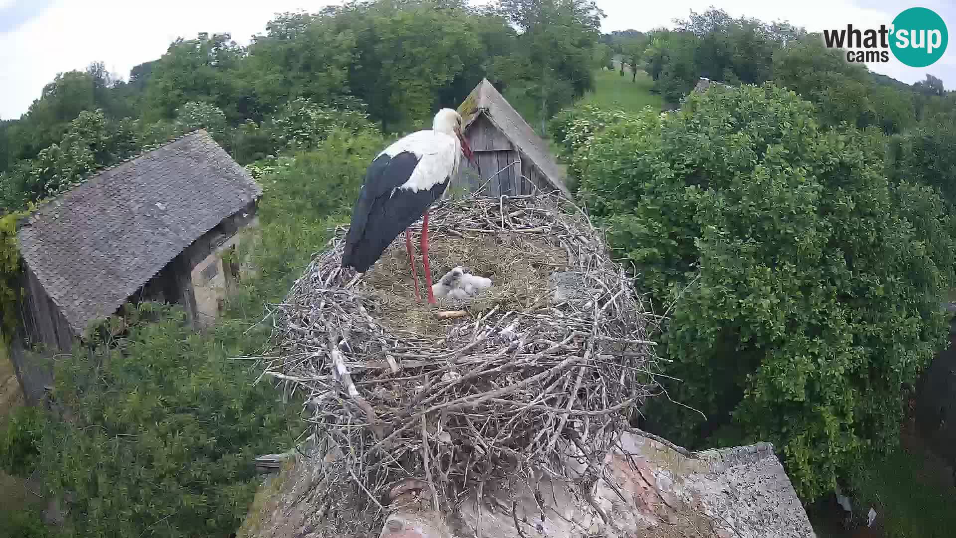 Webcam Europäisches Storchendorf – Naturpark Lonjsko polje