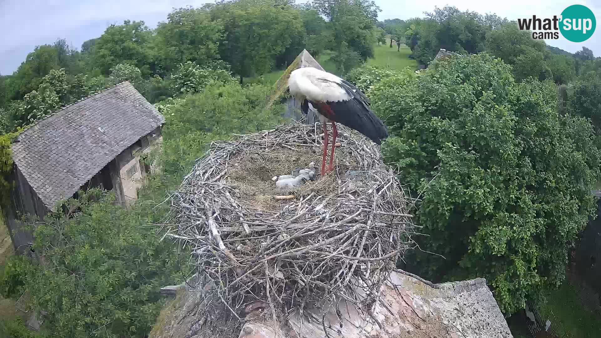 Village européen de cigognes webcam Parc naturel de Lonjsko polje