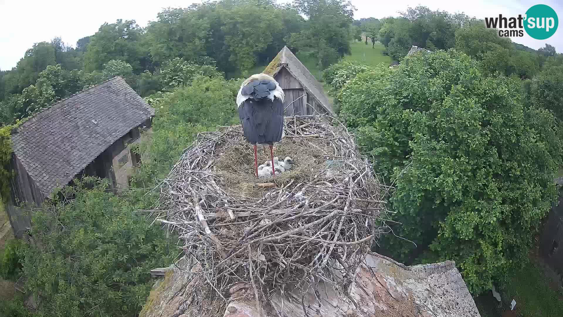 Pueblo europeo de cigüeñas camera en vivo Parque Natural Lonjsko polje