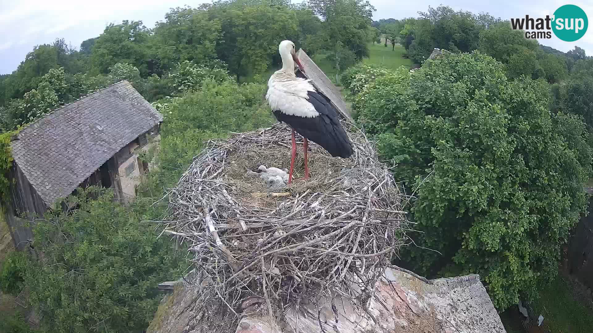Live webcam European stork village – Lonjsko polje Nature Park