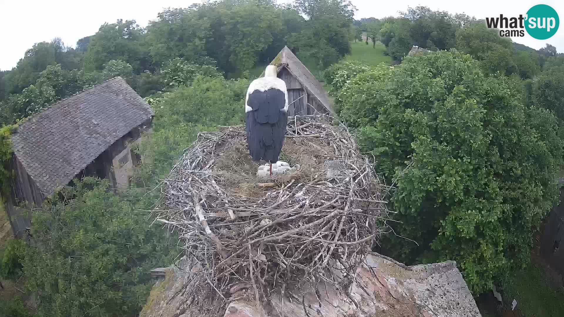 Village européen de cigognes webcam Parc naturel de Lonjsko polje
