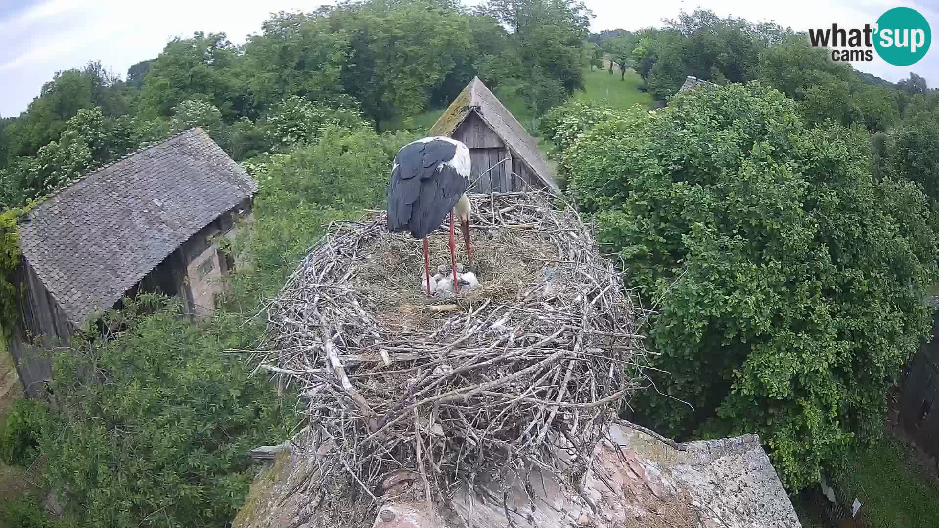 U živo Europsko selo roda – Park prirode Lonjsko polje