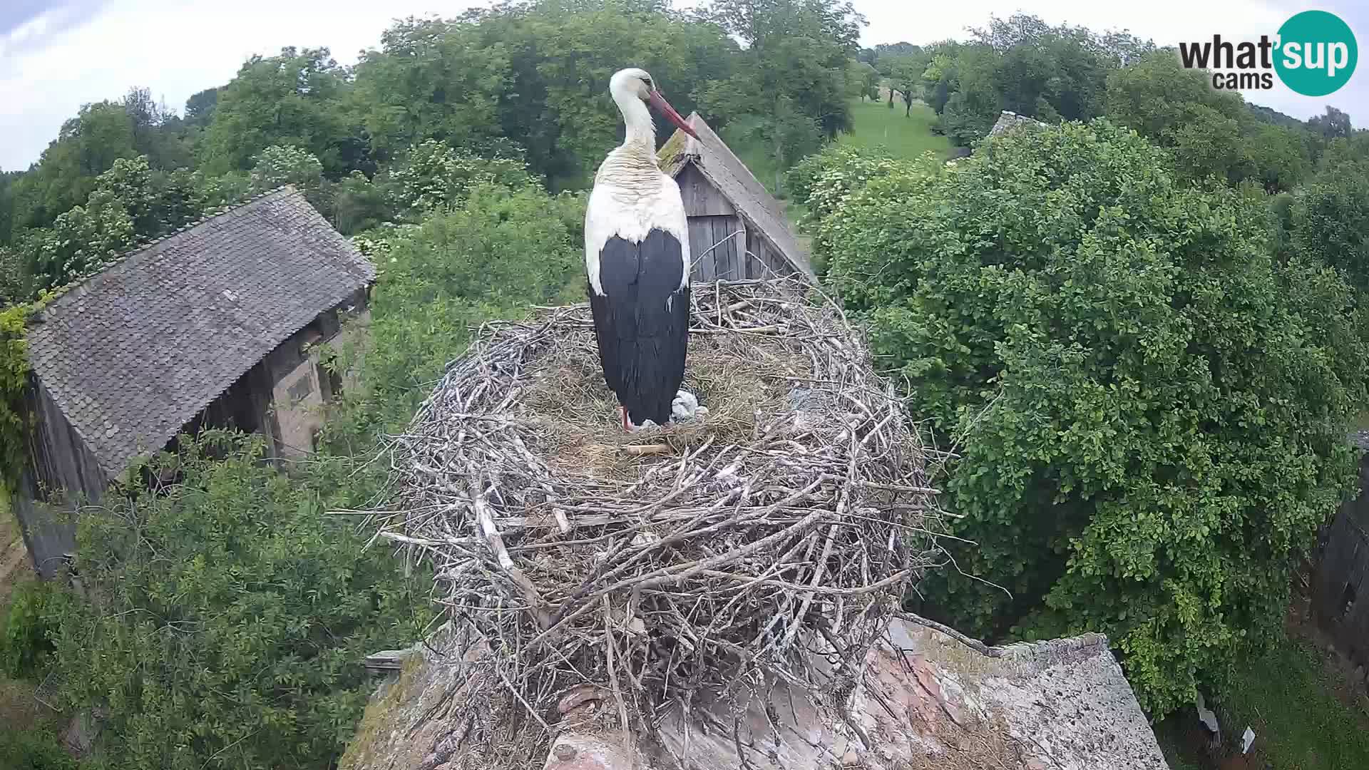 Webcam Europäisches Storchendorf – Naturpark Lonjsko polje