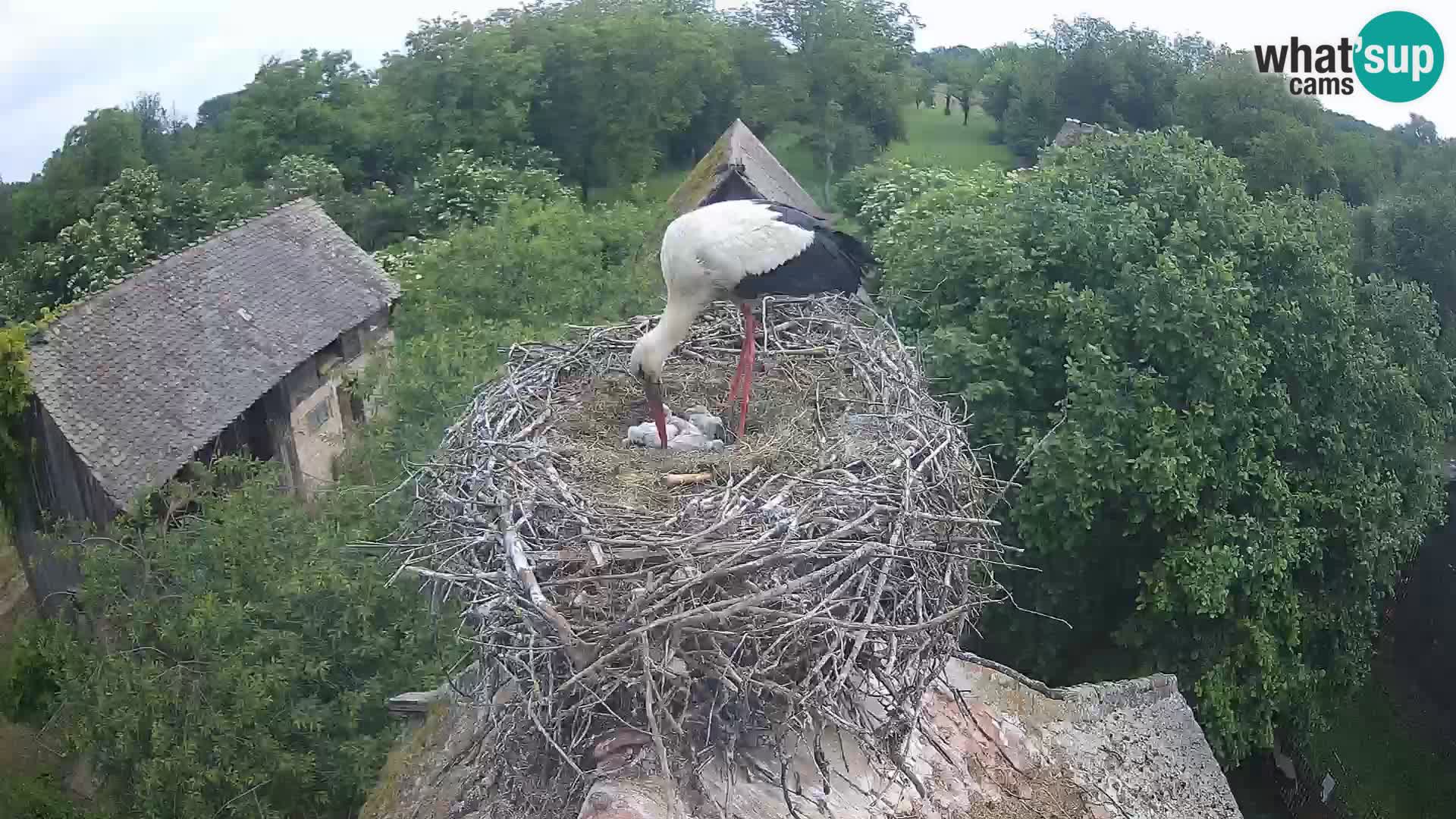 Village européen de cigognes webcam Parc naturel de Lonjsko polje