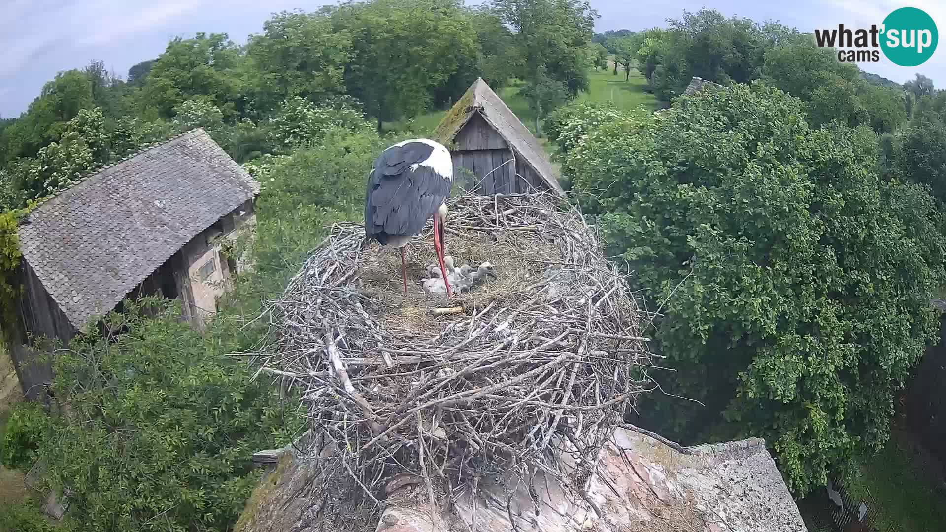 Webcam Europäisches Storchendorf – Naturpark Lonjsko polje