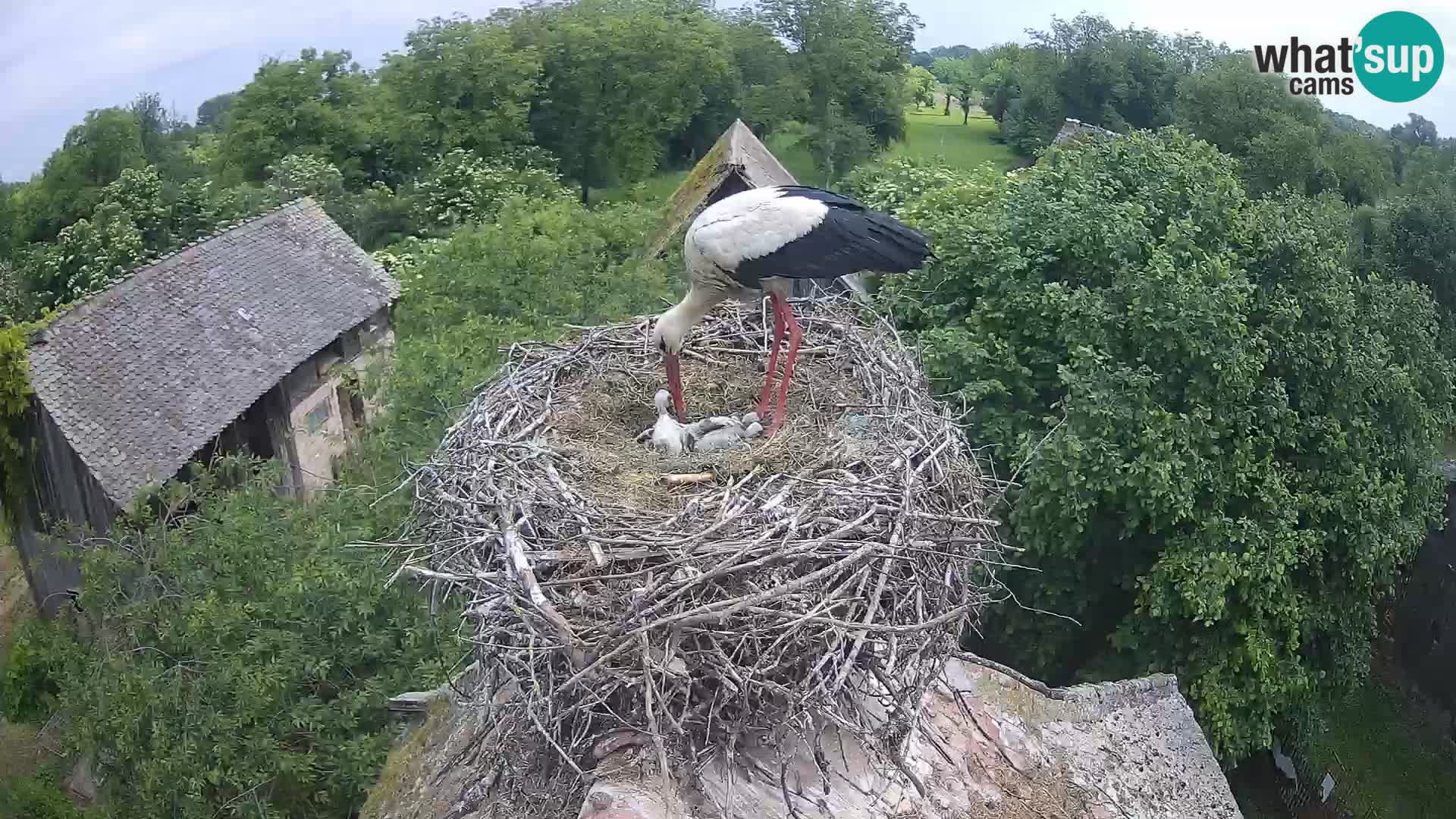 Villaggio delle cicogne europee webcam Parco naturale di Lonjsko polje