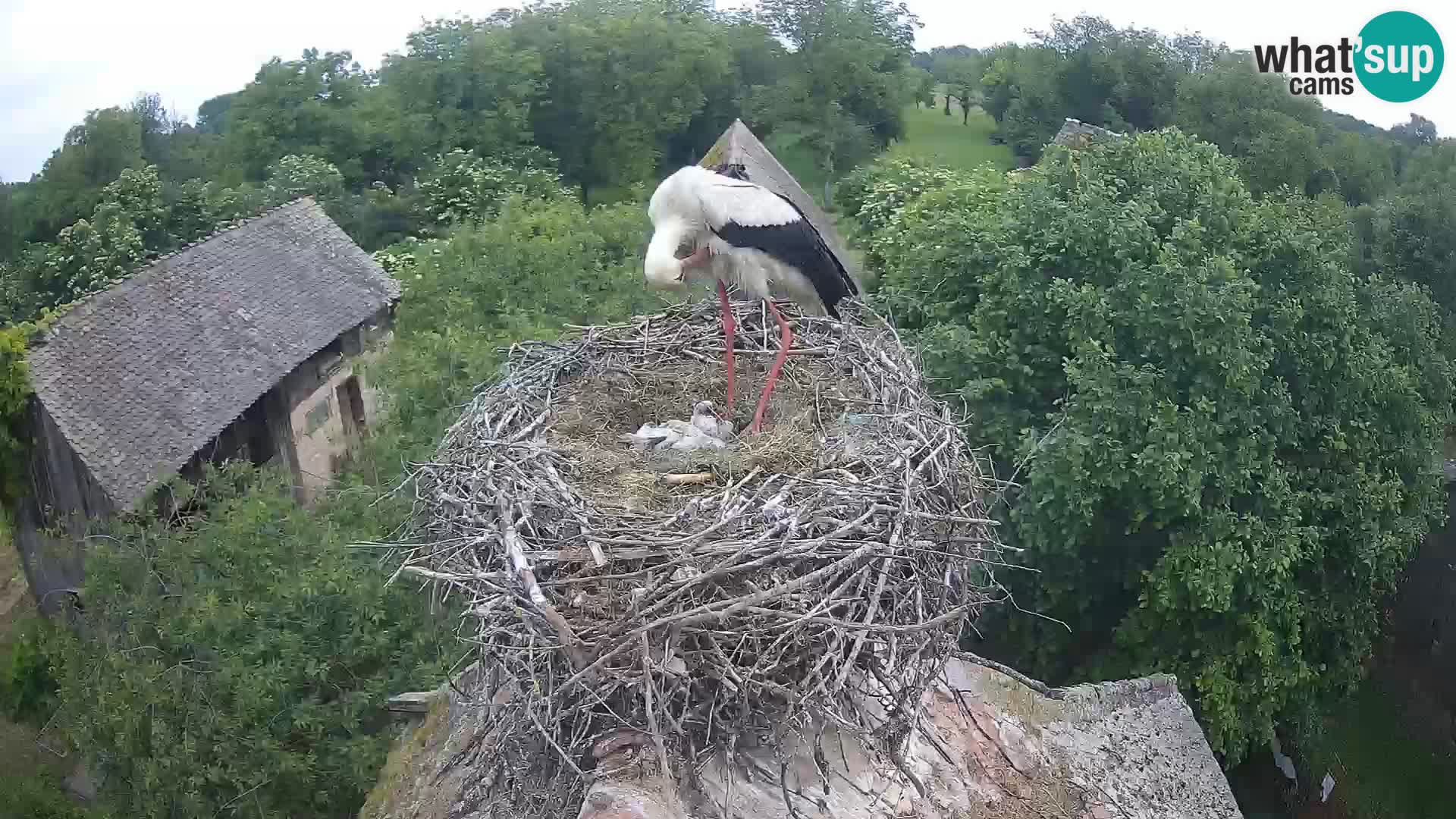 Villaggio delle cicogne europee webcam Parco naturale di Lonjsko polje