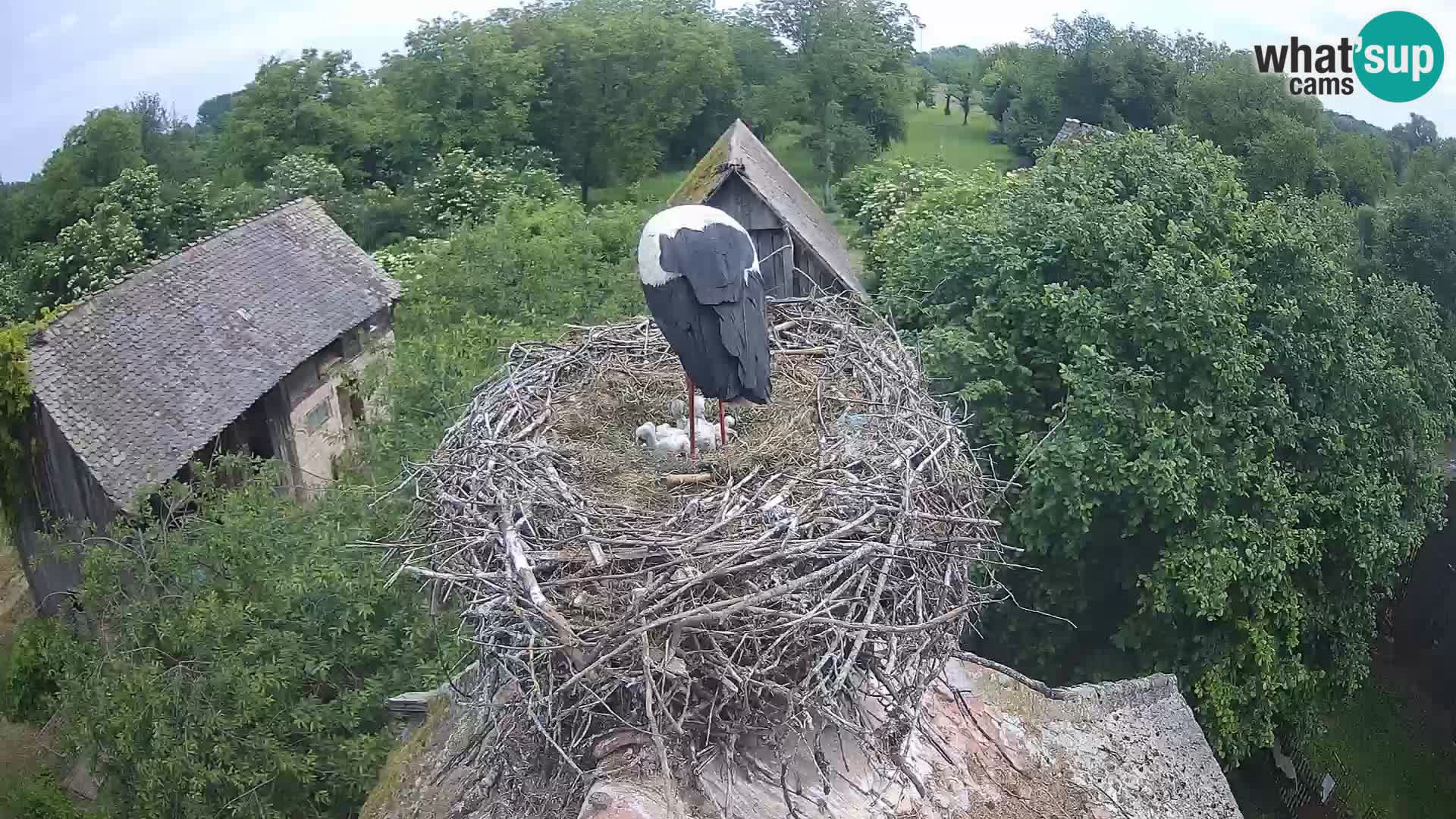 U živo Europsko selo roda – Park prirode Lonjsko polje