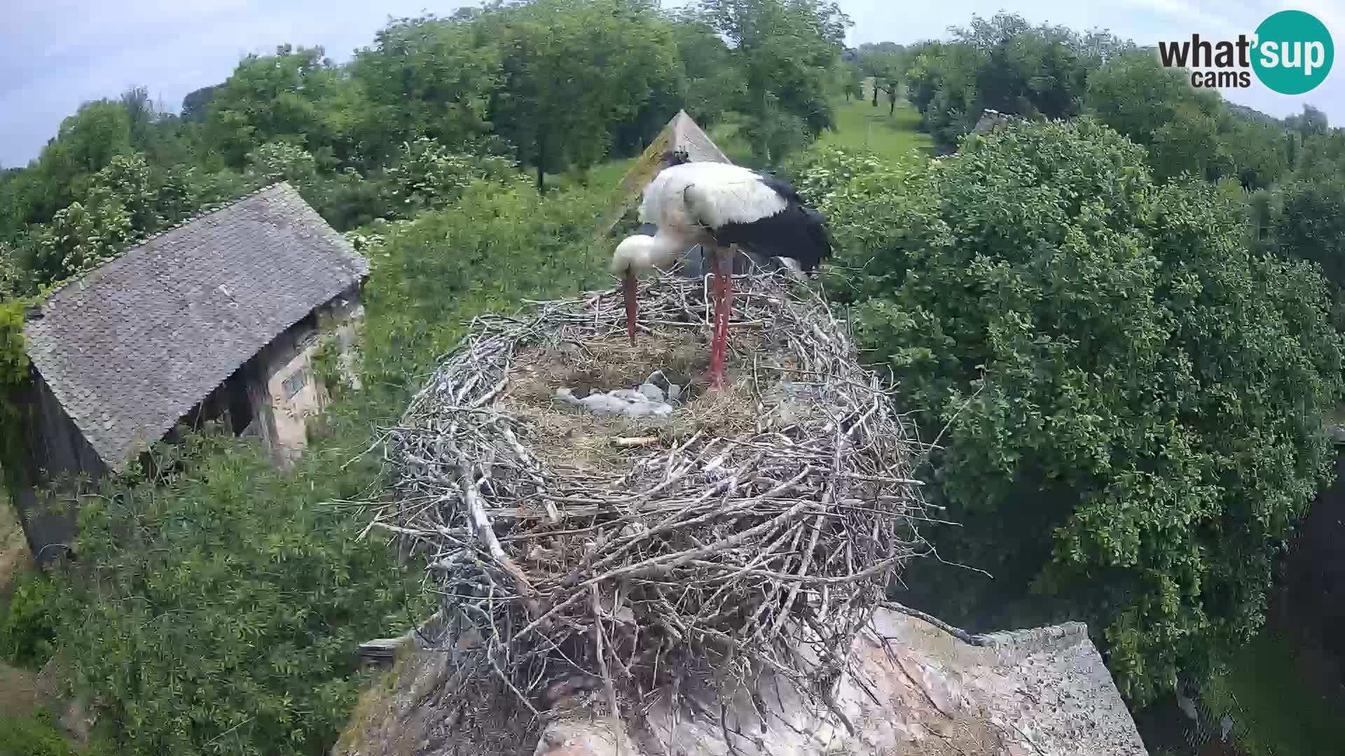 Webcam Europäisches Storchendorf – Naturpark Lonjsko polje