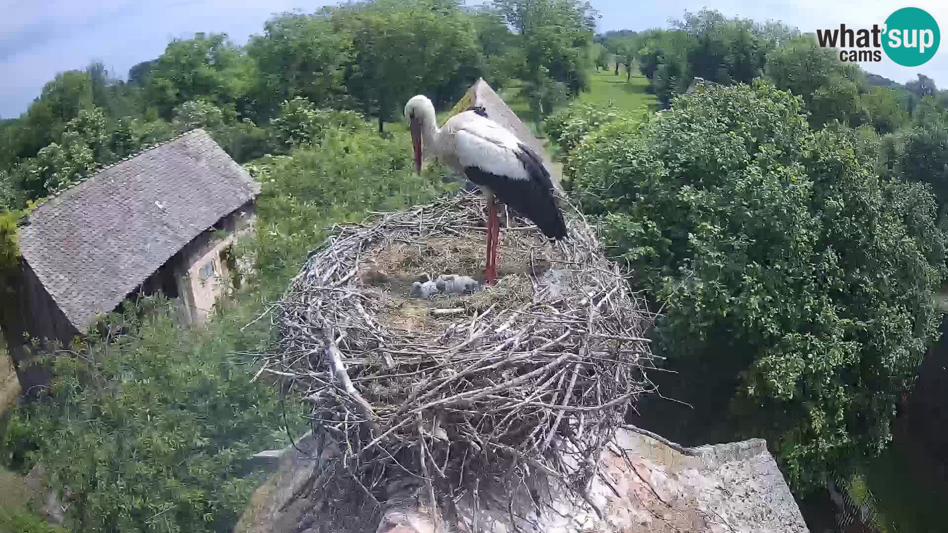 Live webcam European stork village – Lonjsko polje Nature Park