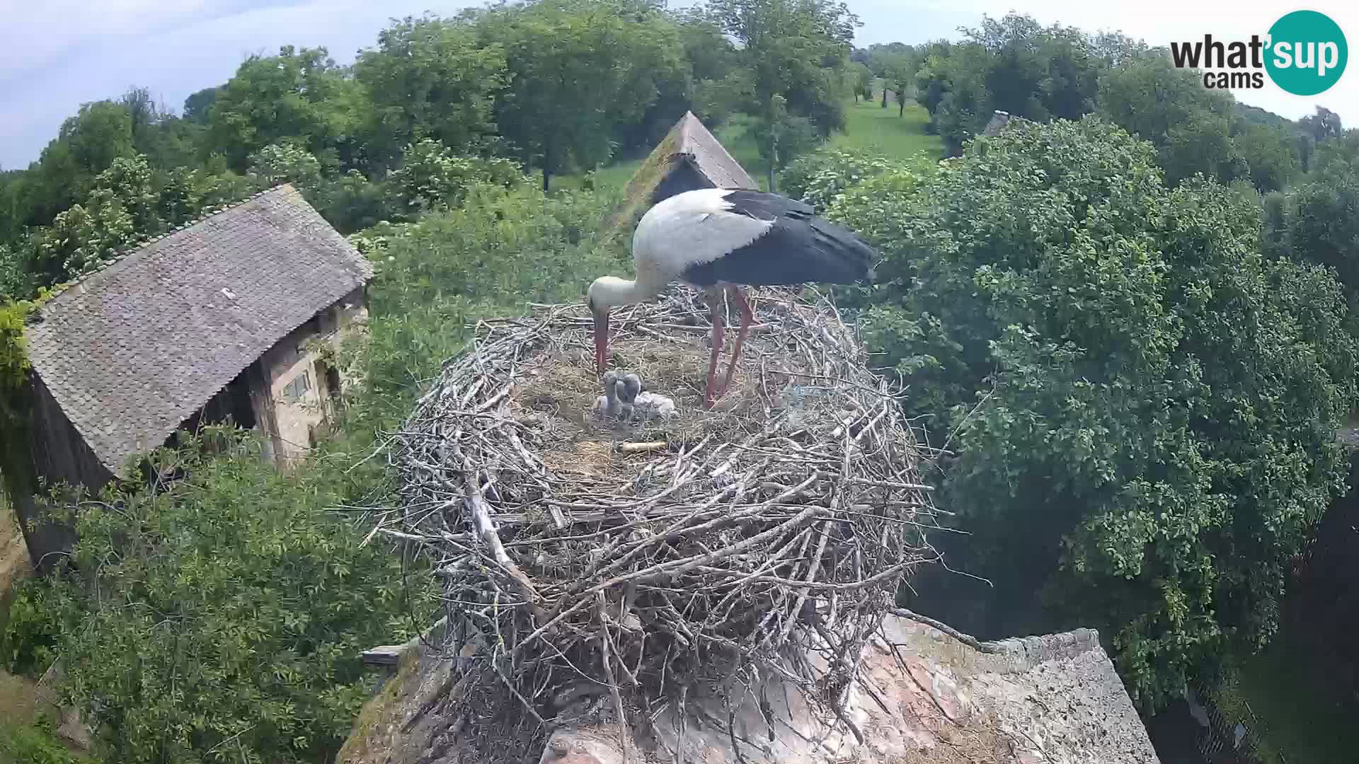 Evropska vas štorklje – Krajinski park Lonjsko polje spletna kamera