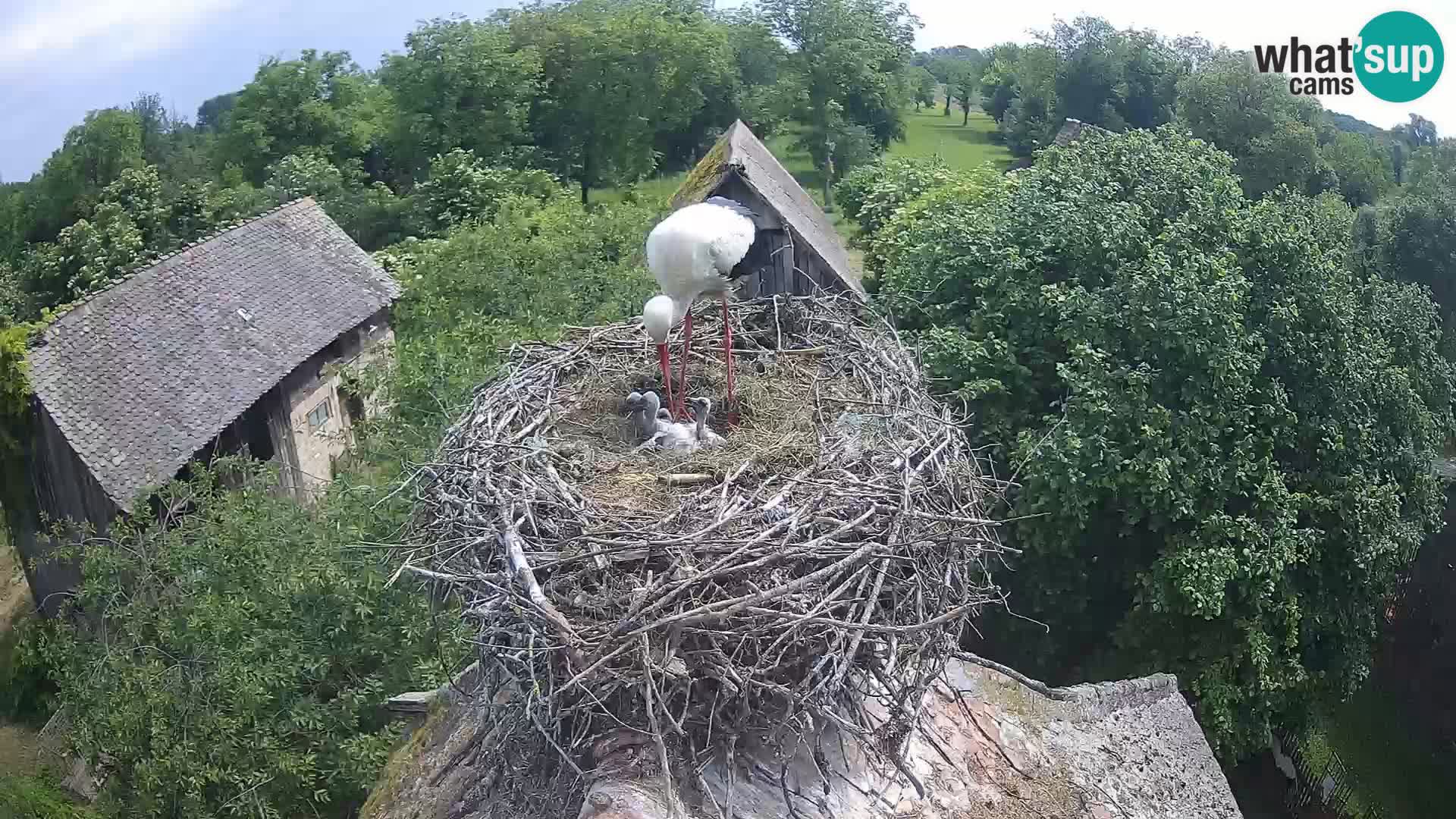 U živo Europsko selo roda – Park prirode Lonjsko polje
