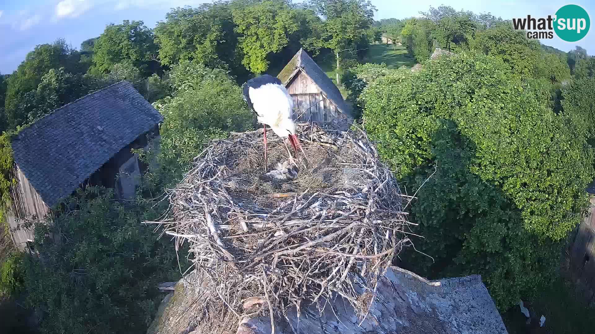 Webcam Europäisches Storchendorf – Naturpark Lonjsko polje