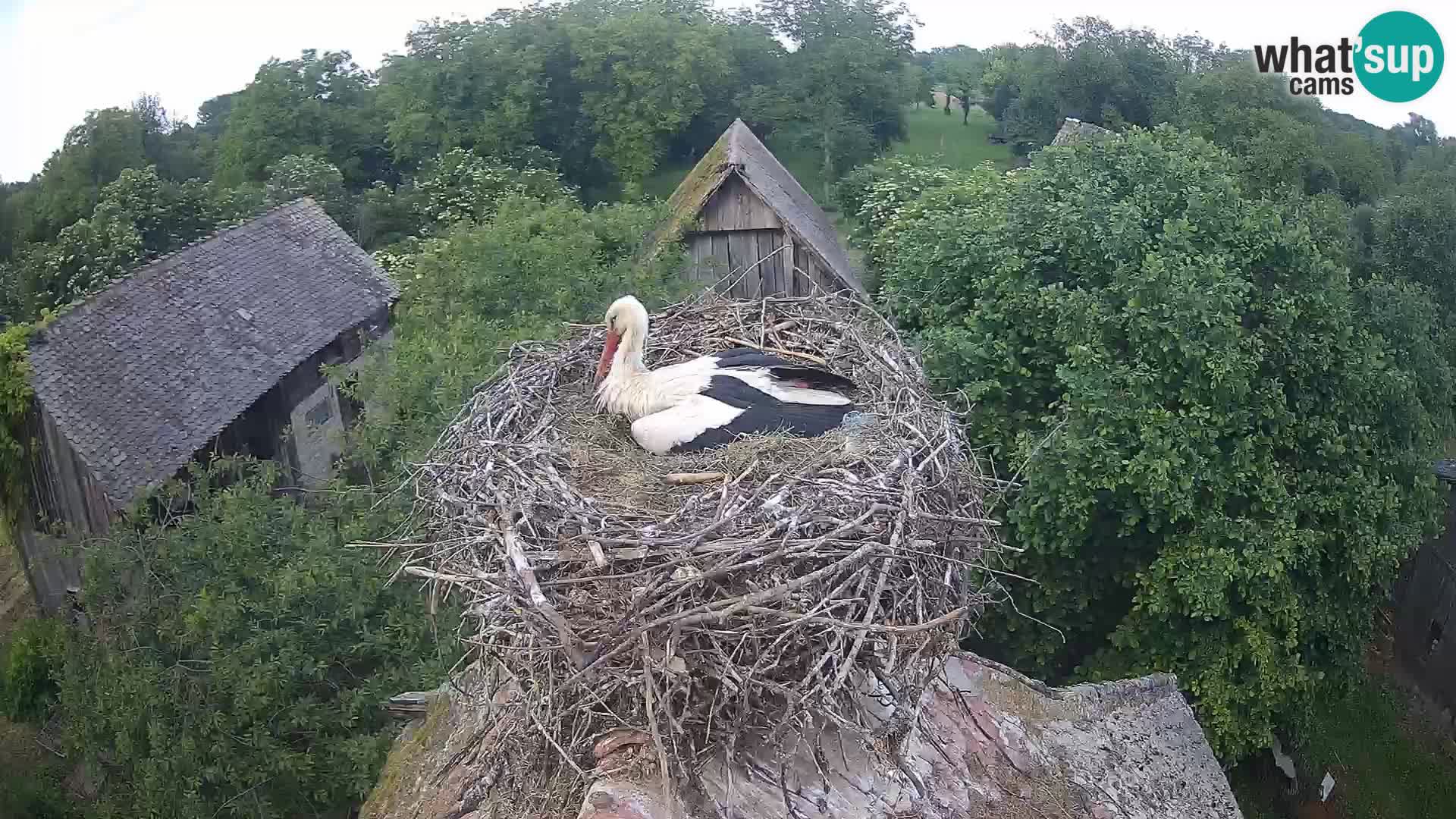 Webcam Europäisches Storchendorf – Naturpark Lonjsko polje